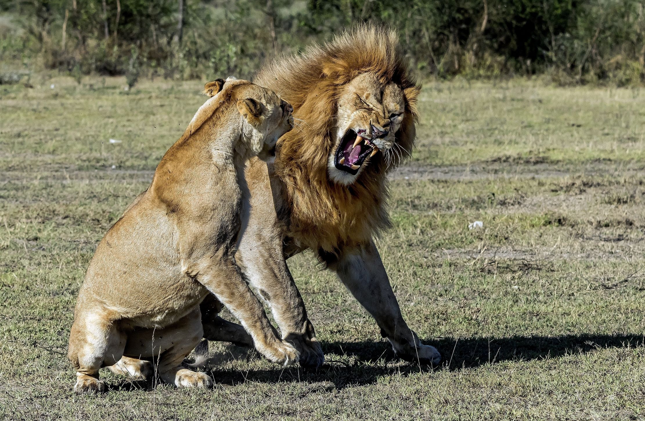 Tanzania 2016 - Amore Nervoso