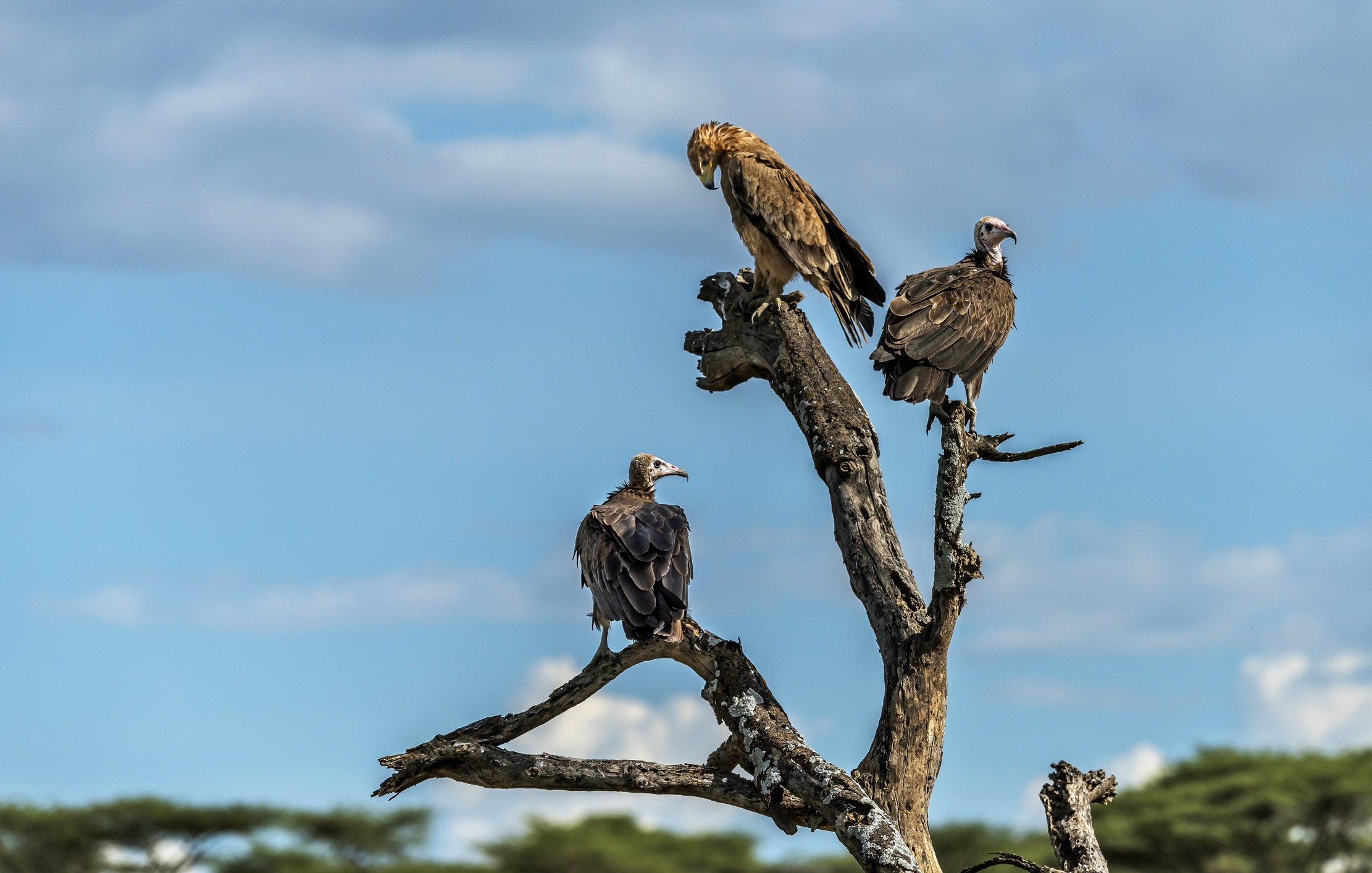 Tanzania 2016 - Terzetto