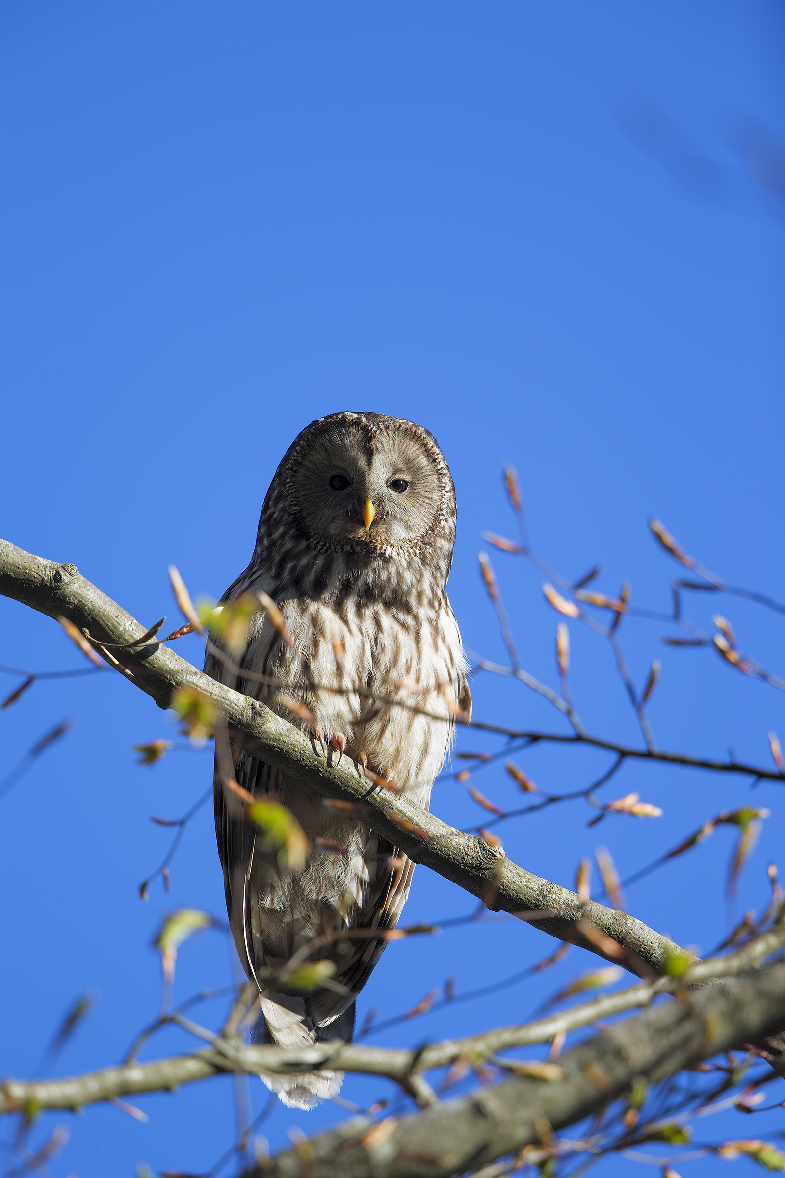 tawny owl