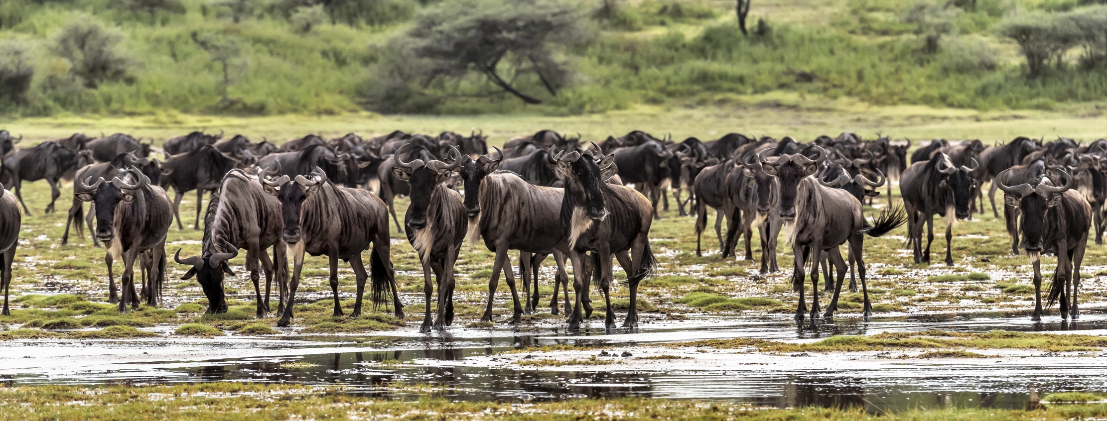 Tanzania 2016 - La Grande migrazione