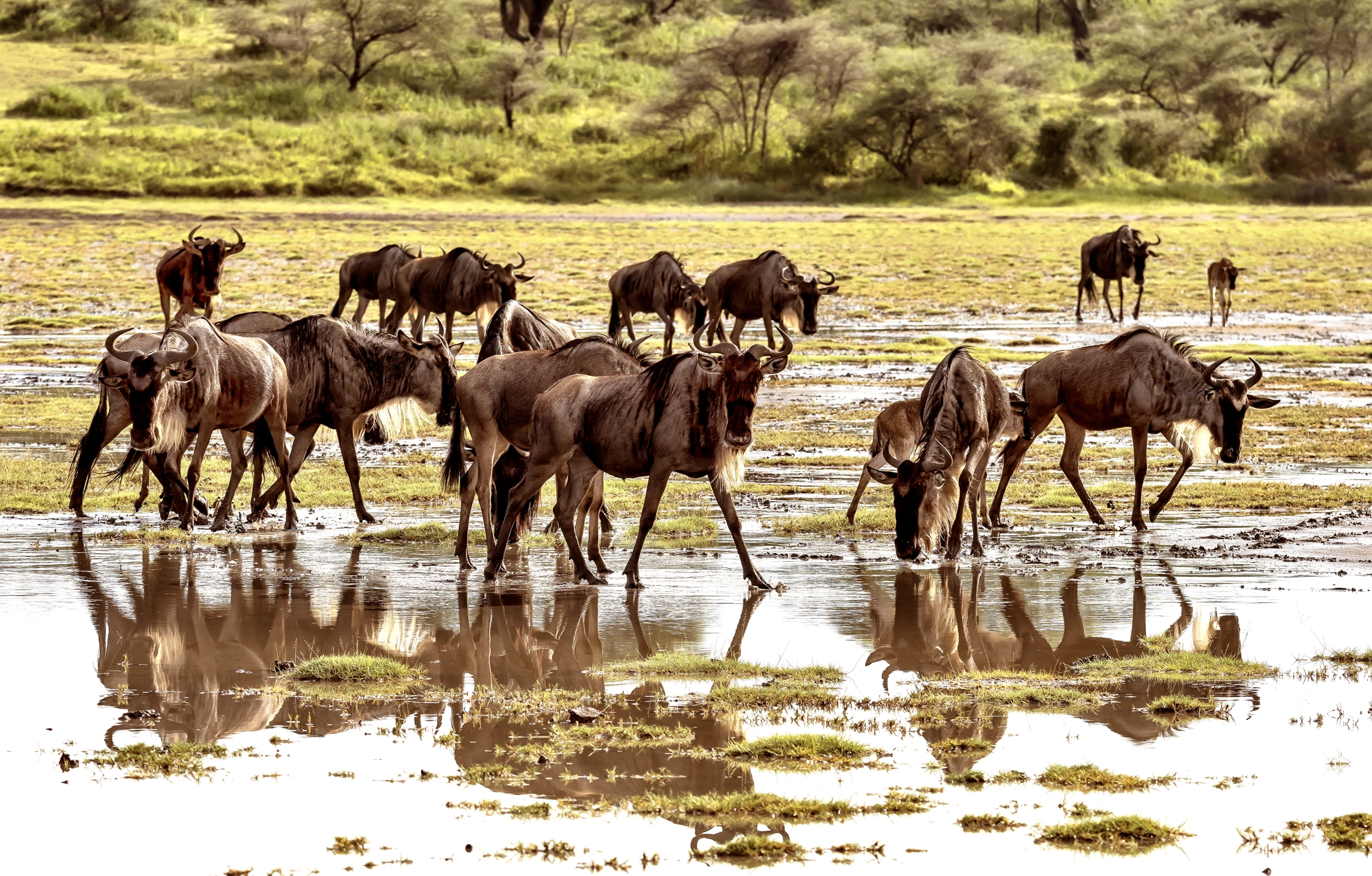 Tanzania 2016 - La Grande migrazione