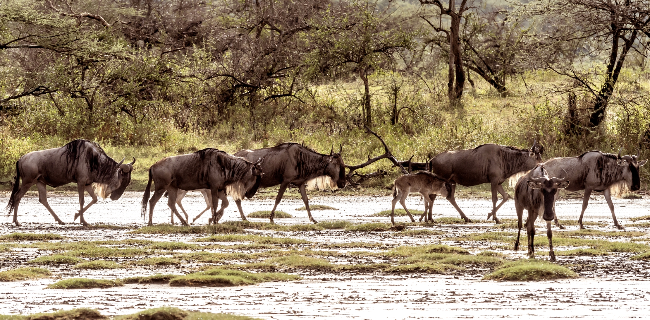 Tanzania 2016 - La Grande migrazione