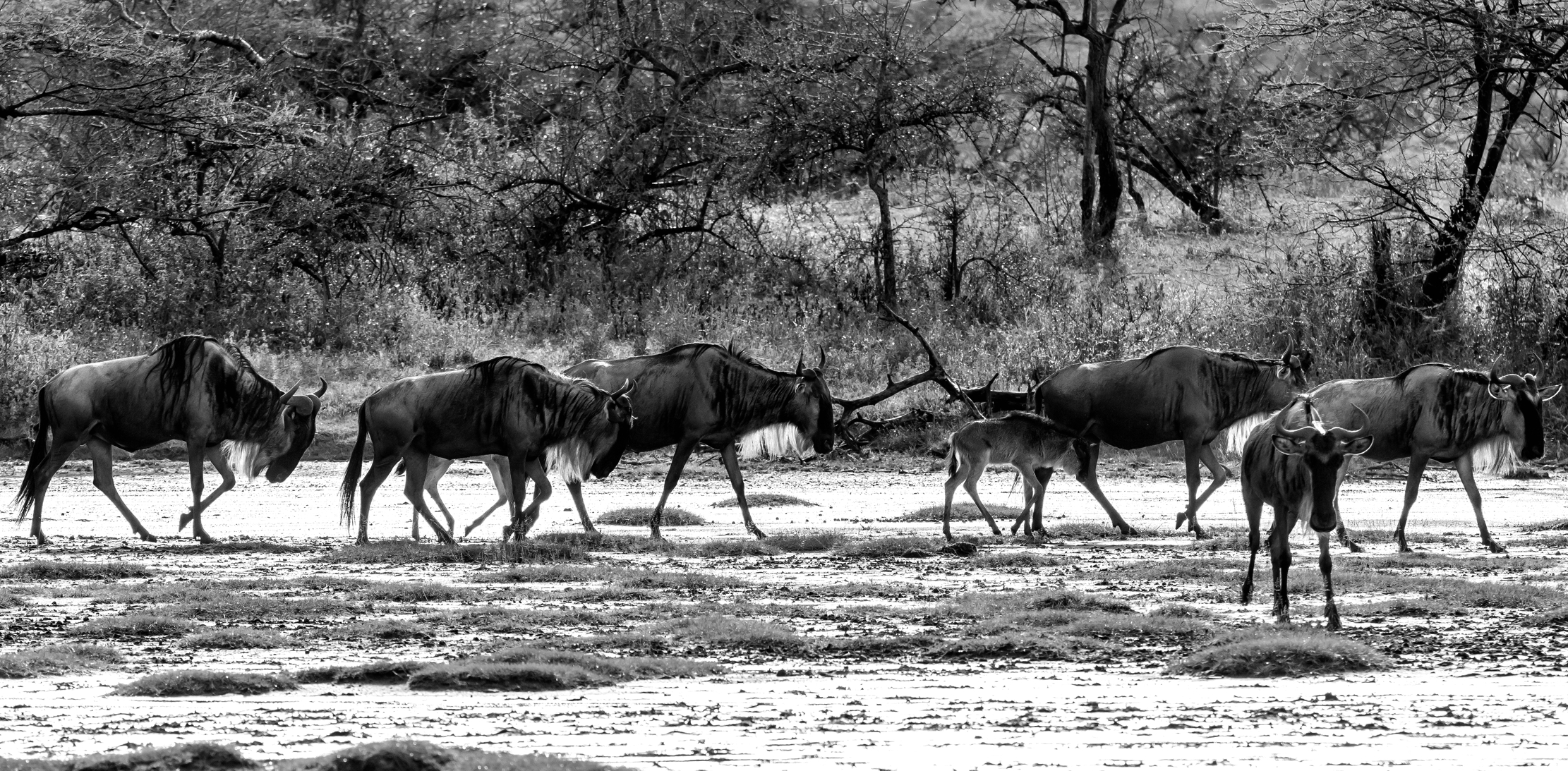 Tanzania 2016 - La Grande migrazione
