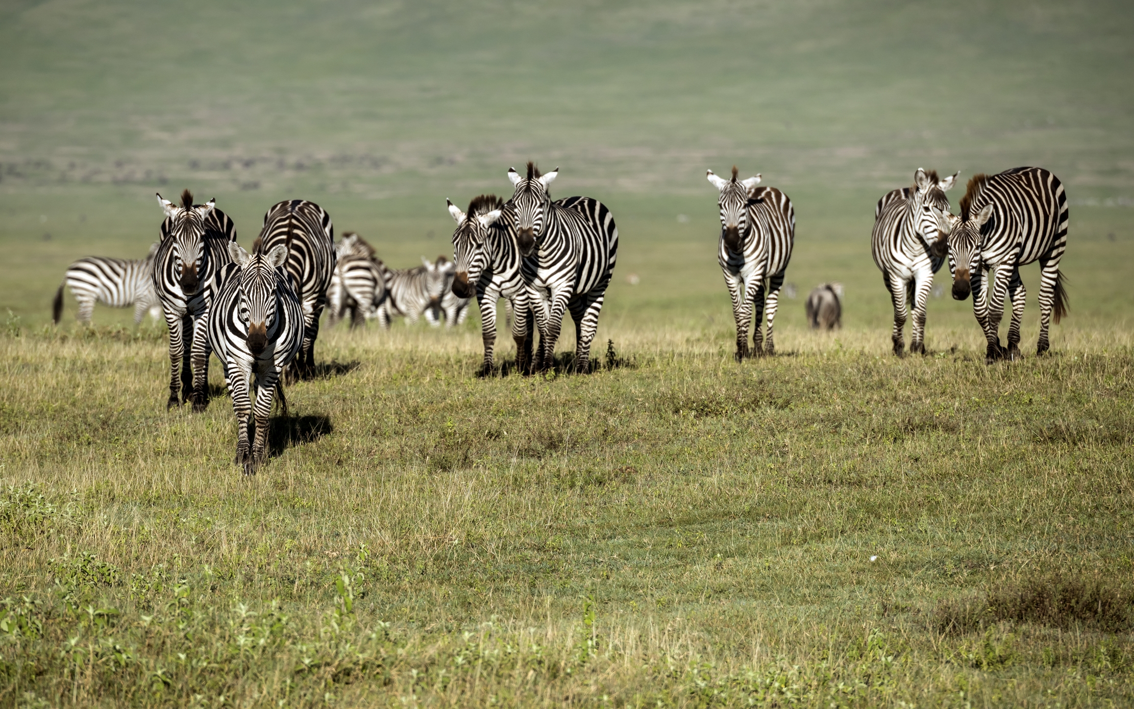 Tanzania 2016 - Zebras