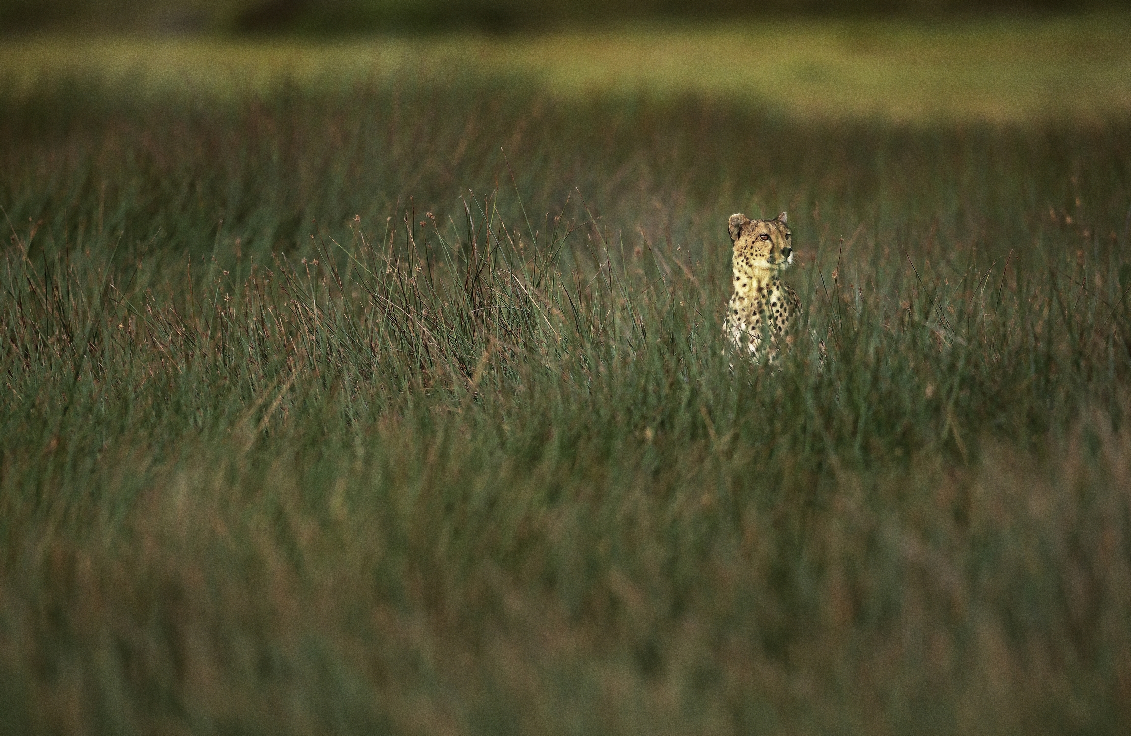 Tanzania 2016 - Nell'erba