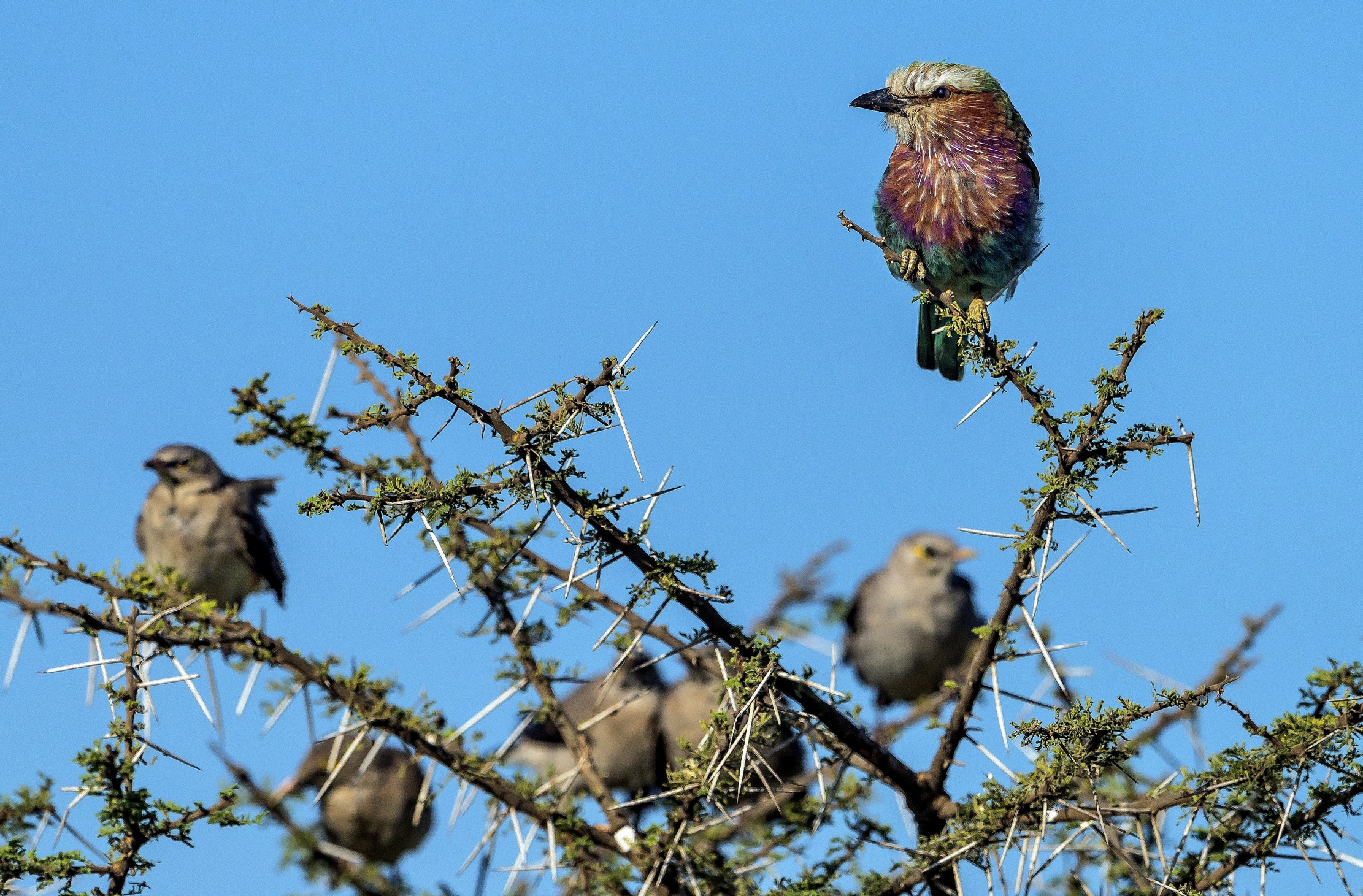 Tanzania 2016 - Ghiandaia marina