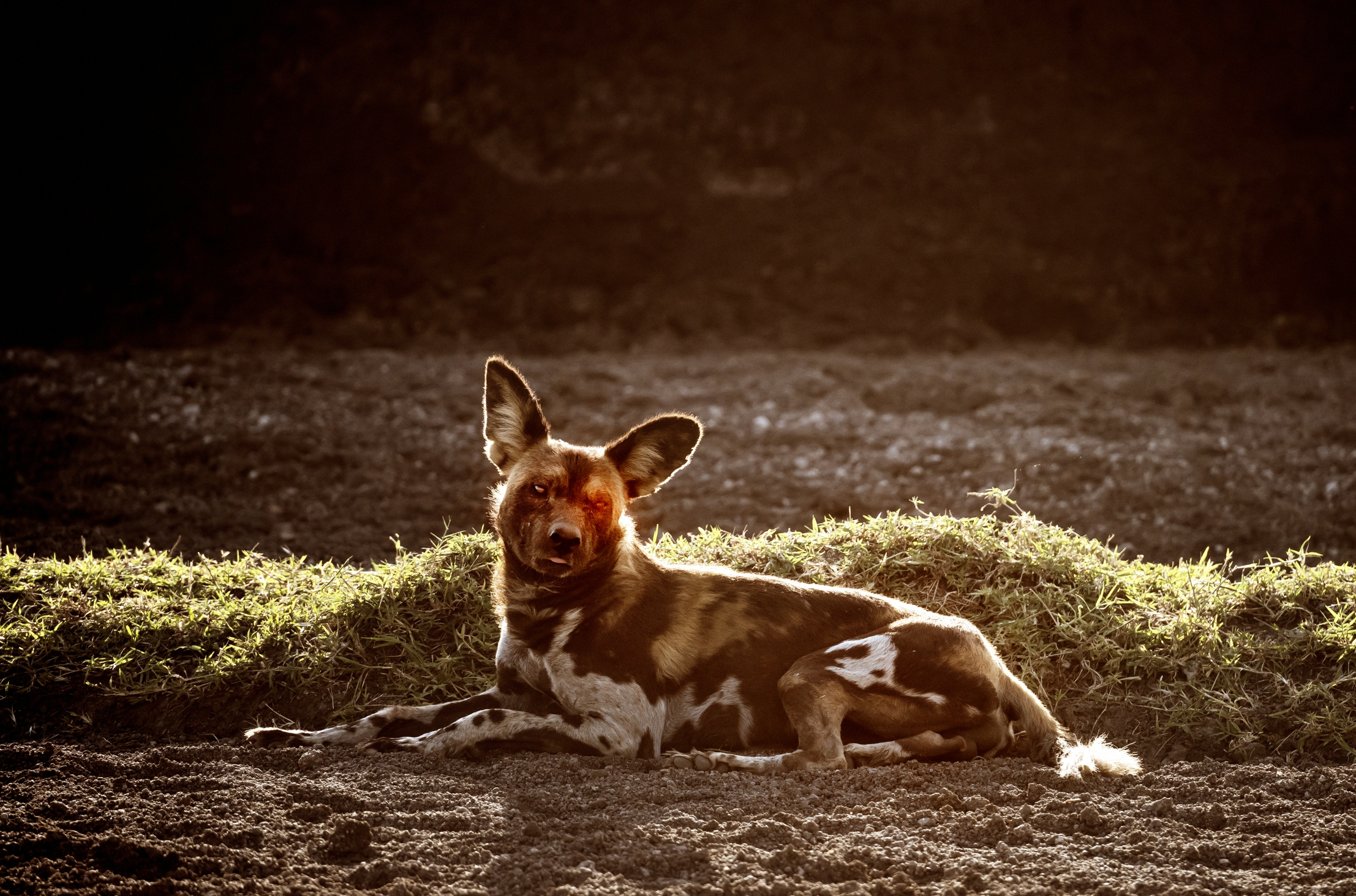 Tanzania 2016 - Licaone