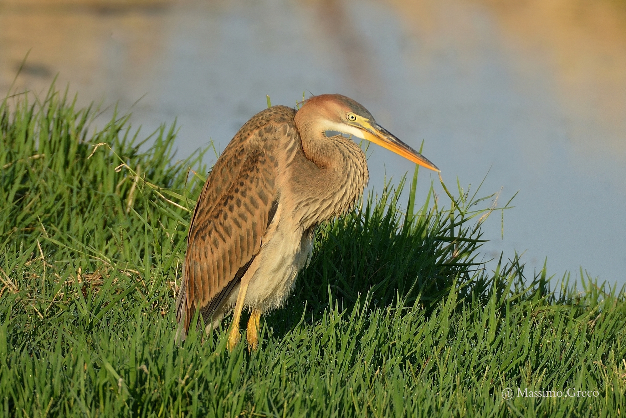 Young specimen of Purple Heron (Ardea purpurea)