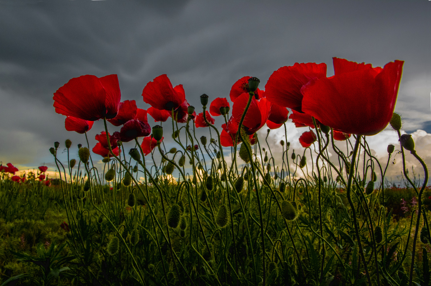 You know that poppies ....