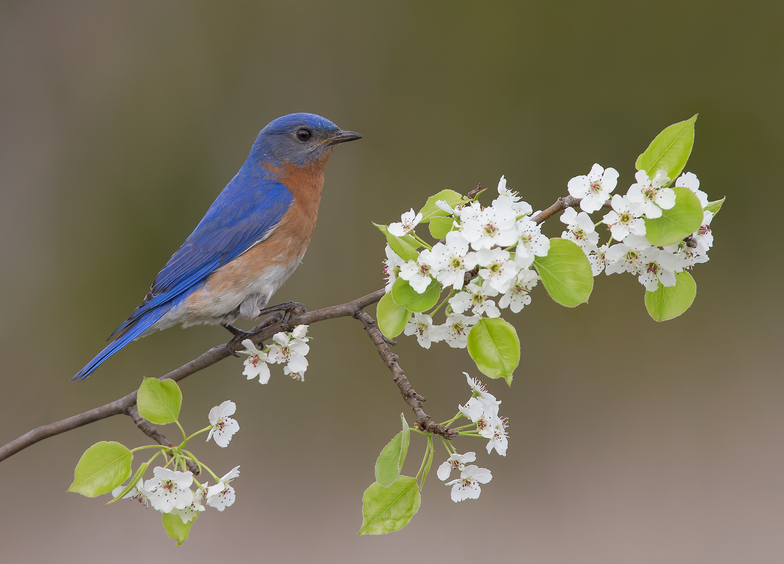 Bluebird orientale maschio