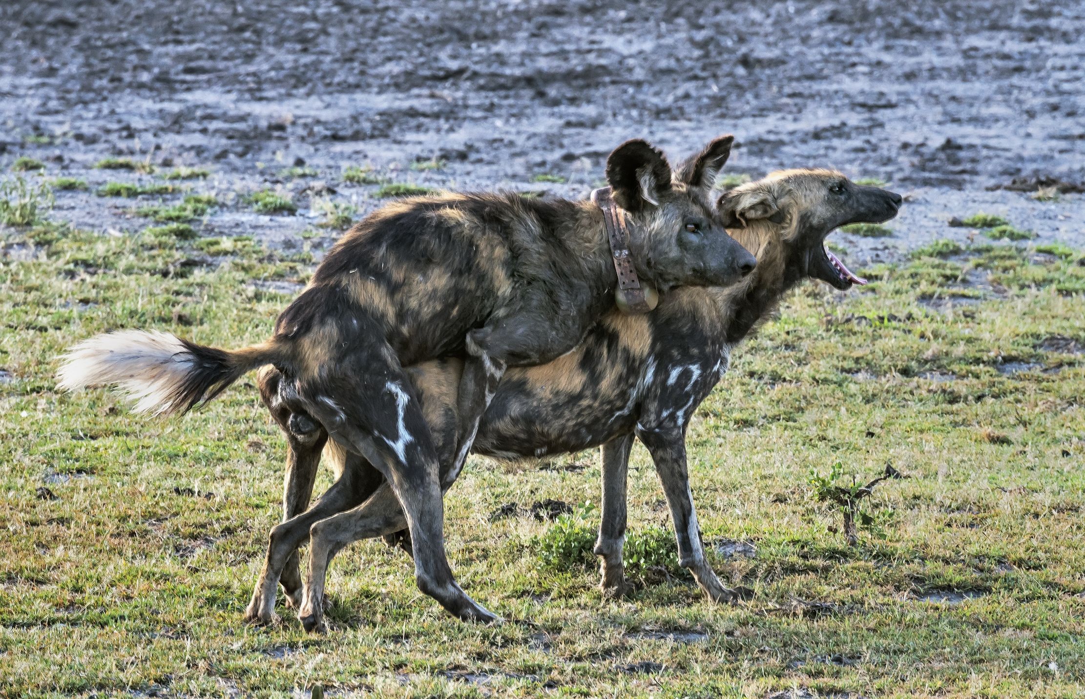 Tanzania 2016 - Licaoni