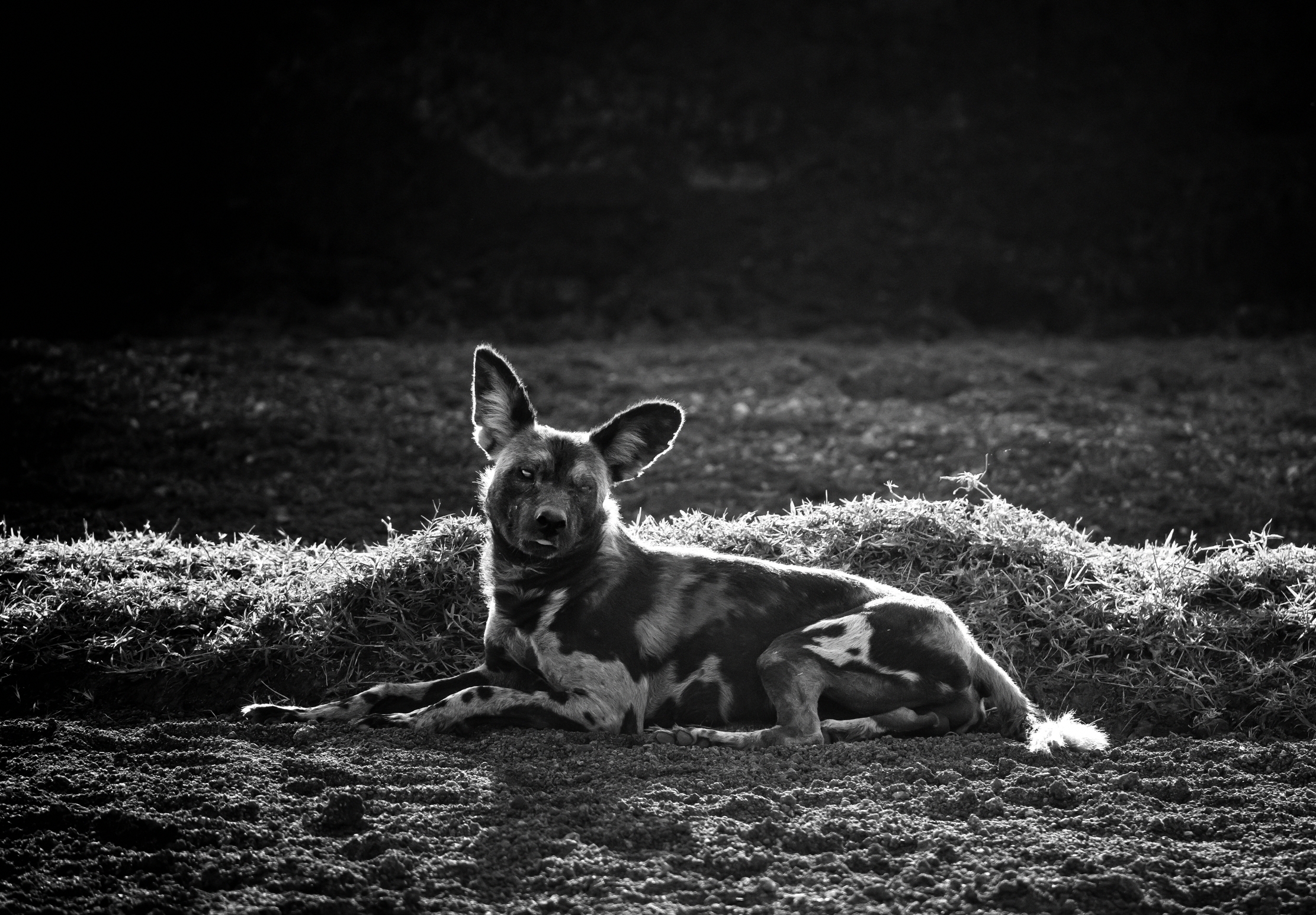 Tanzania 2016 - Licaone B&W