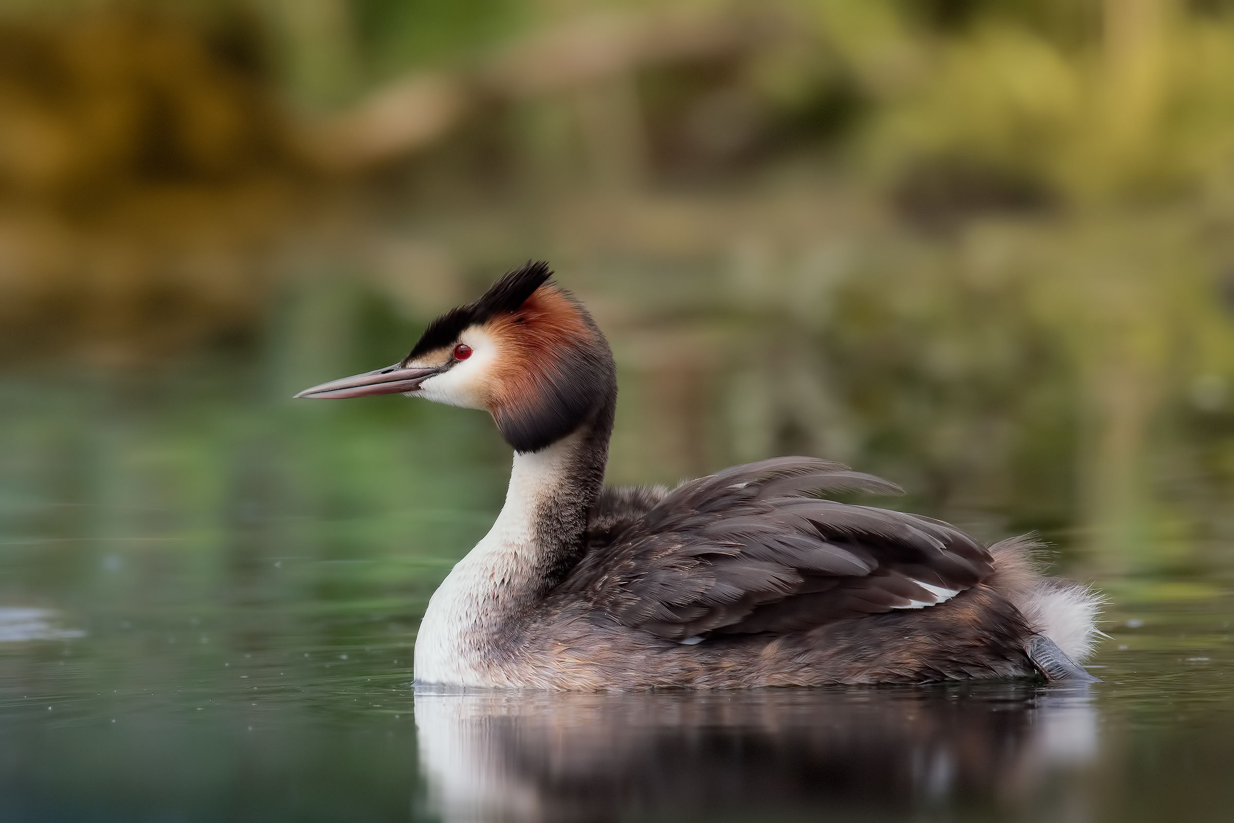 Great Crested Grebe (Podiceps cristatus)