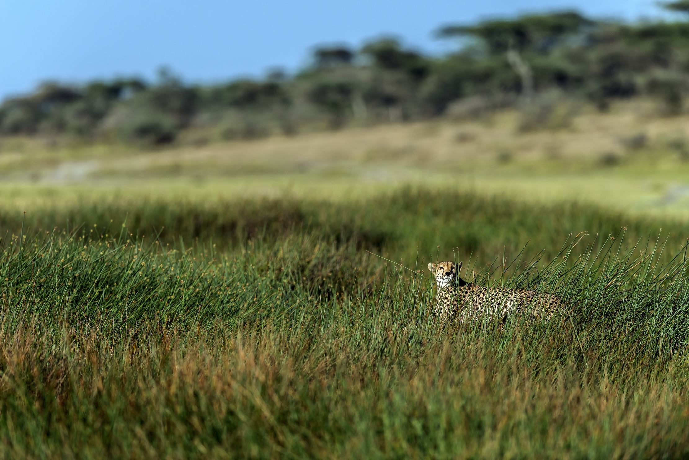 Tanzania 2016 - Nell'erba