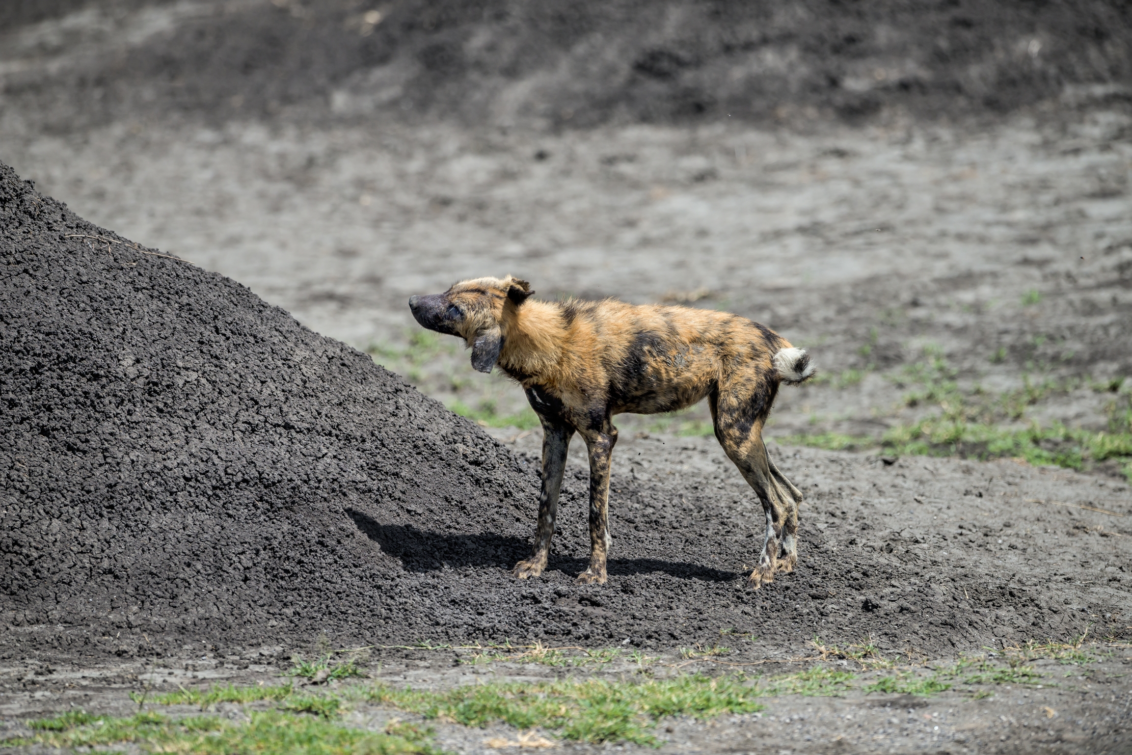 Tanzania 2016 - Licaoni