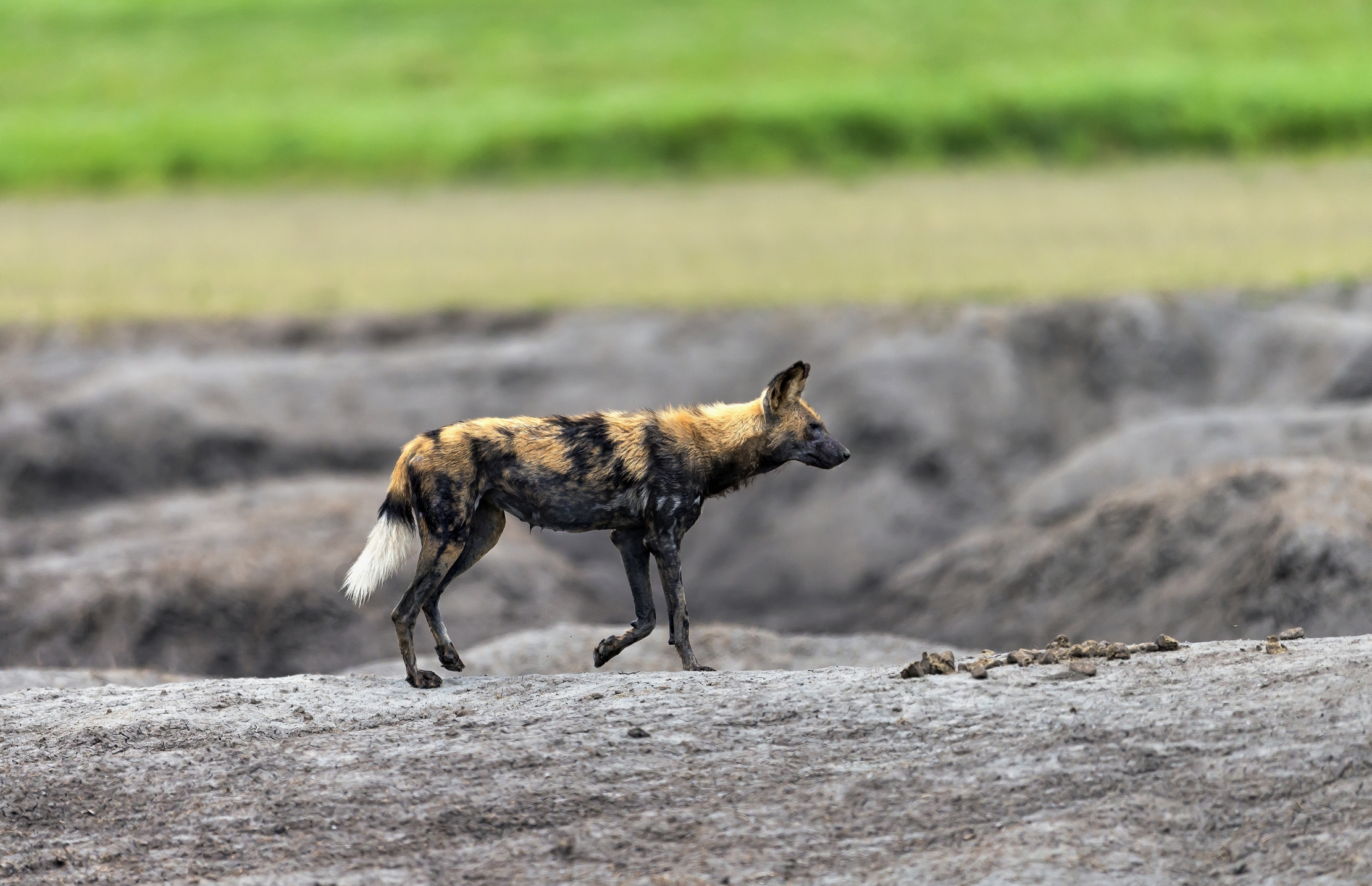 Tanzania 2016 - Licaoni