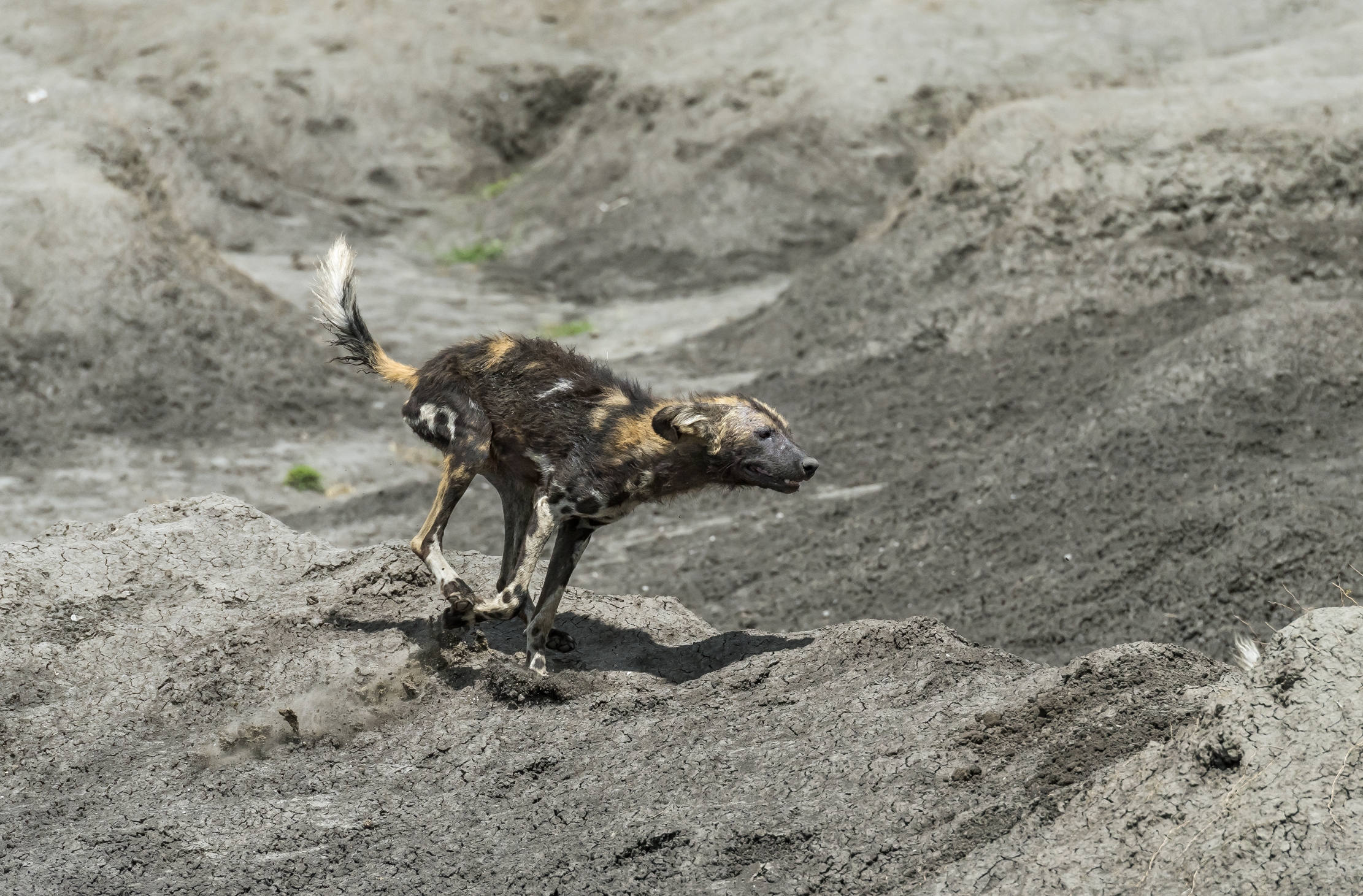 Tanzania 2016 - Licaoni