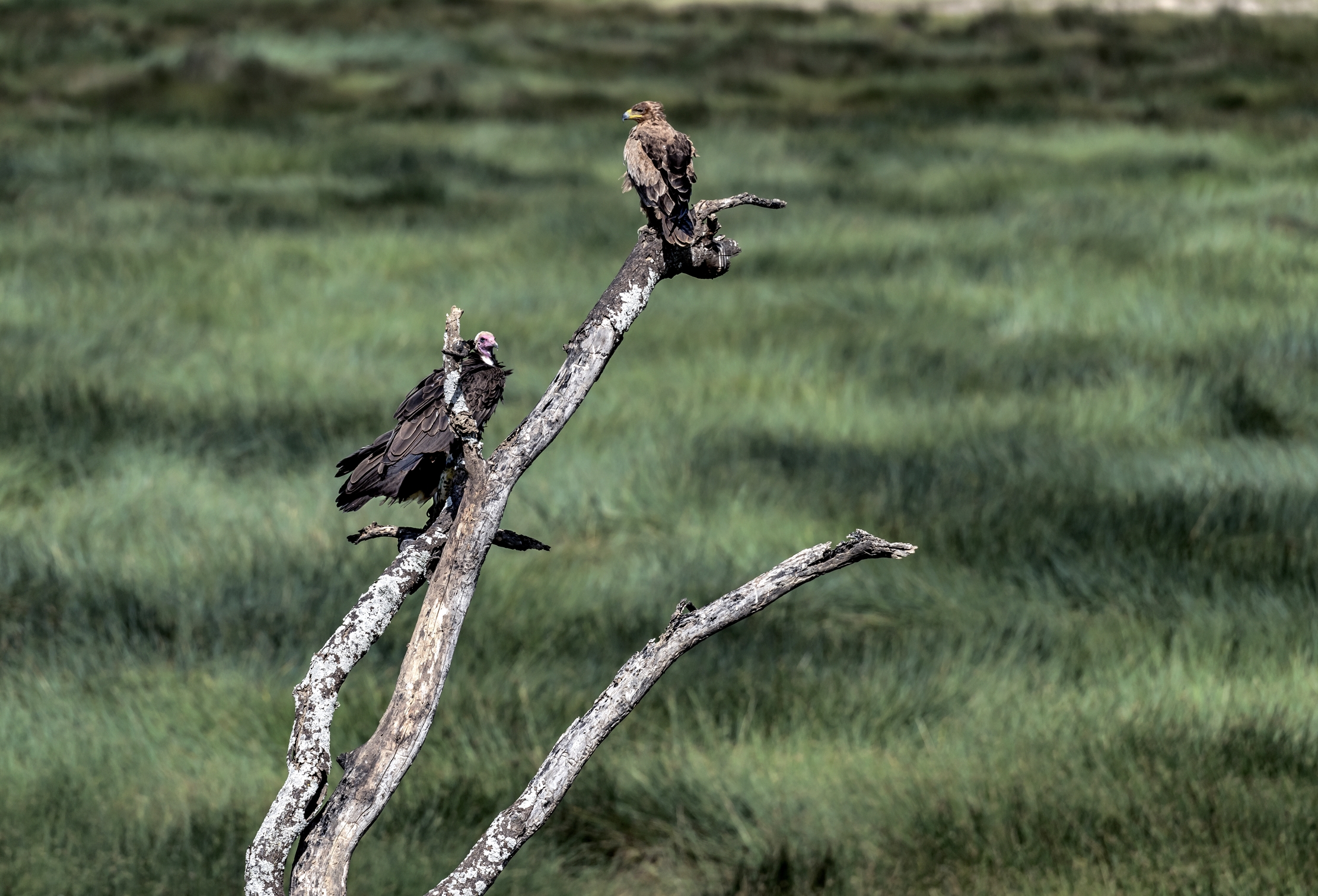 Tanzania 2016 - Terzetto