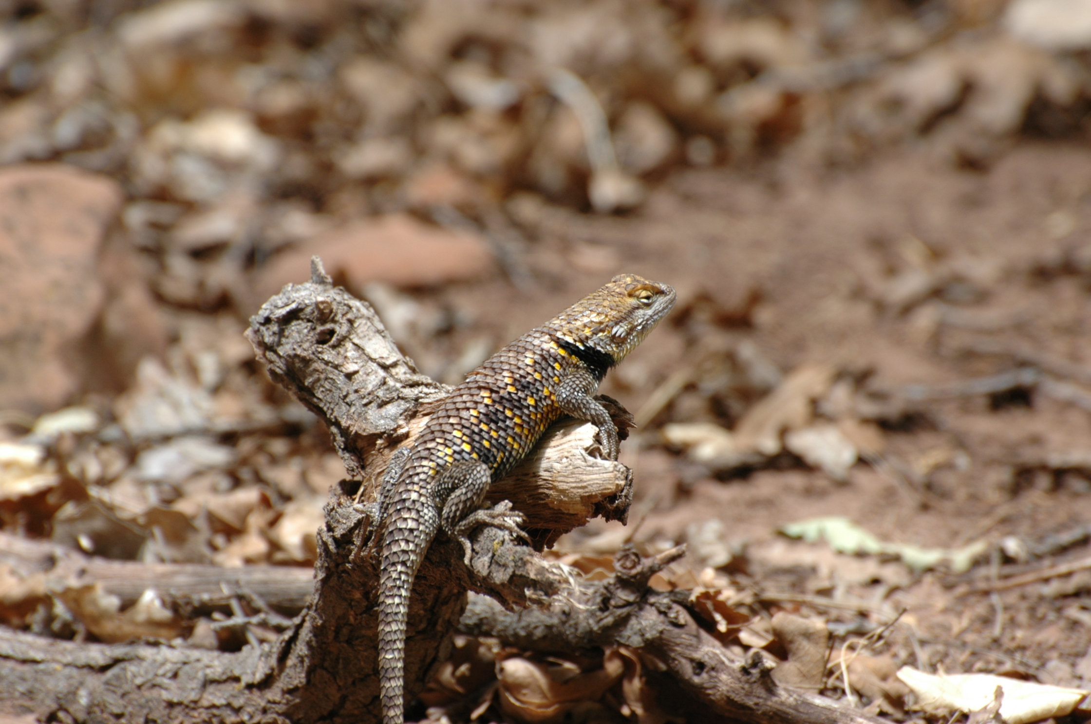 Lucertola americana, Utha, USA
