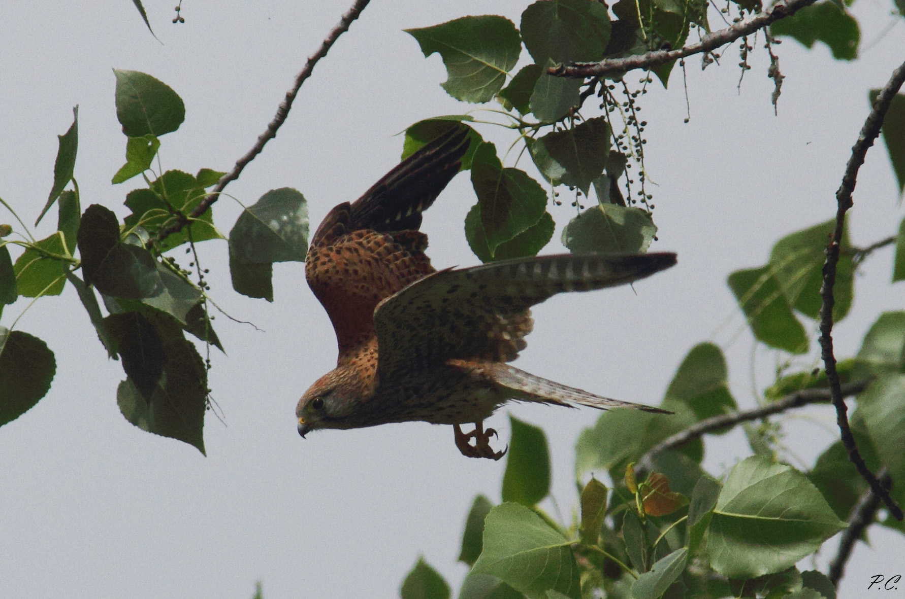 inseguendo una libellula in un prato...
