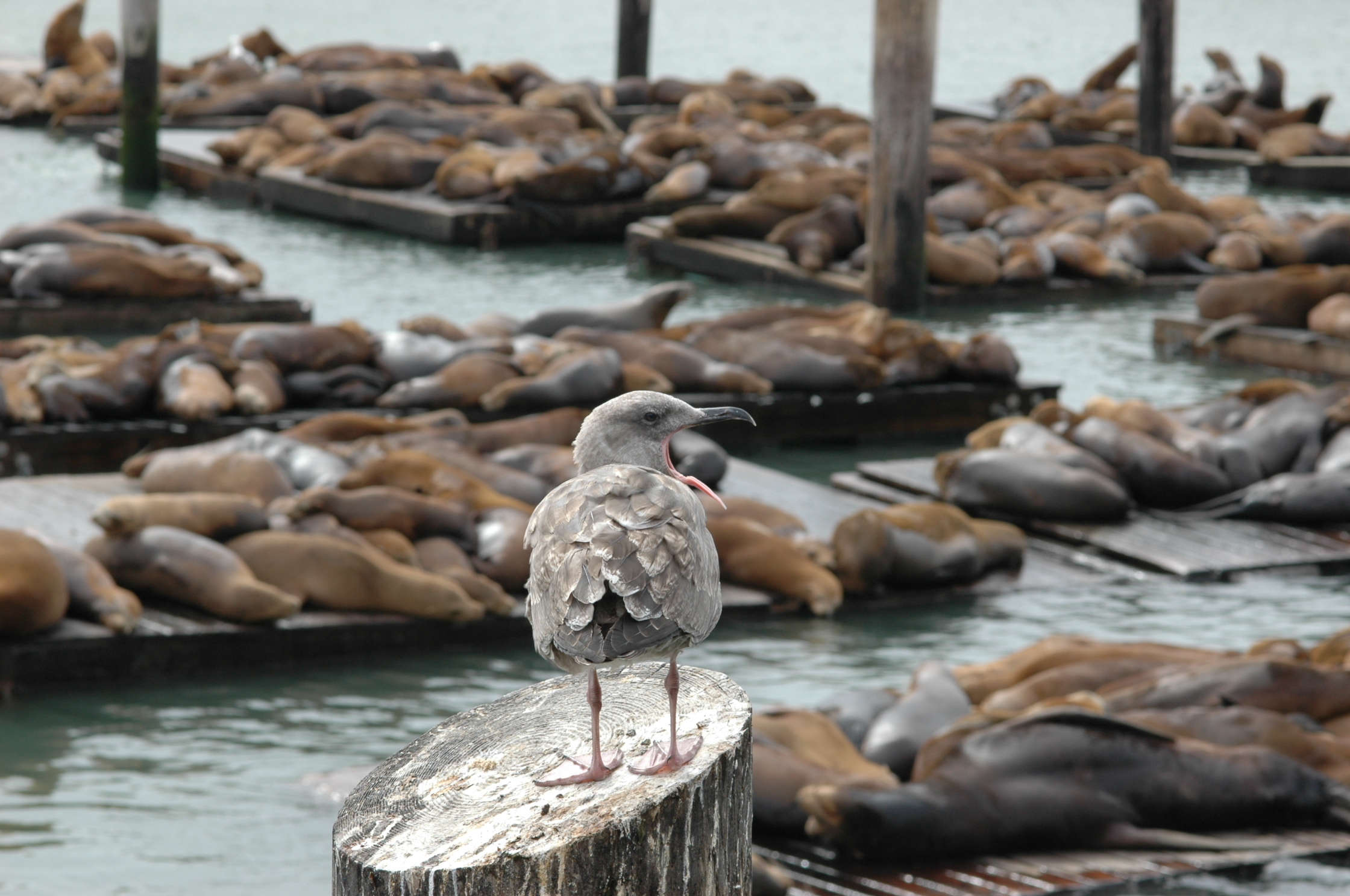 Leoni marini, San francisco, USA