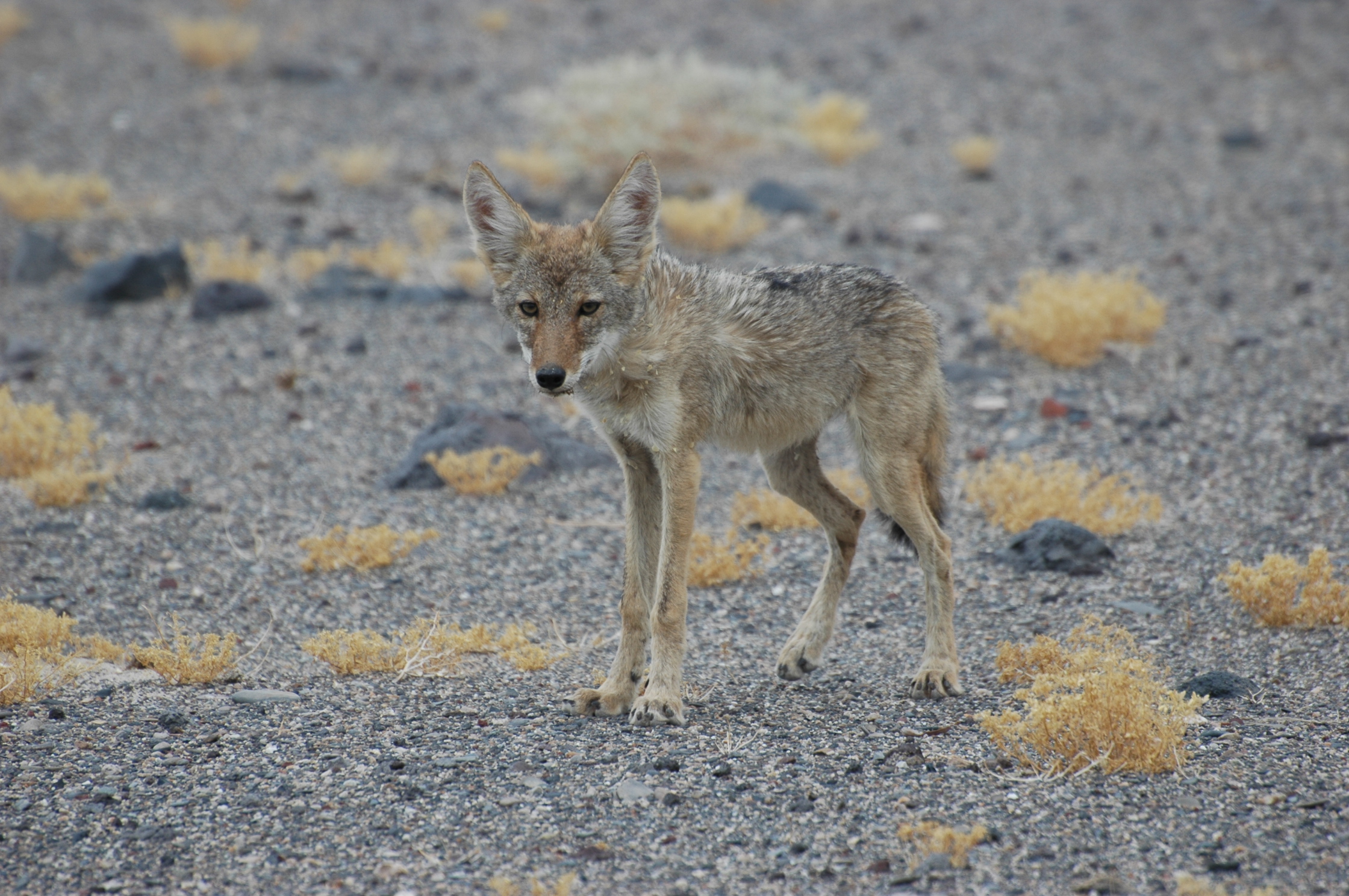 Coyote, Death Valley, USA