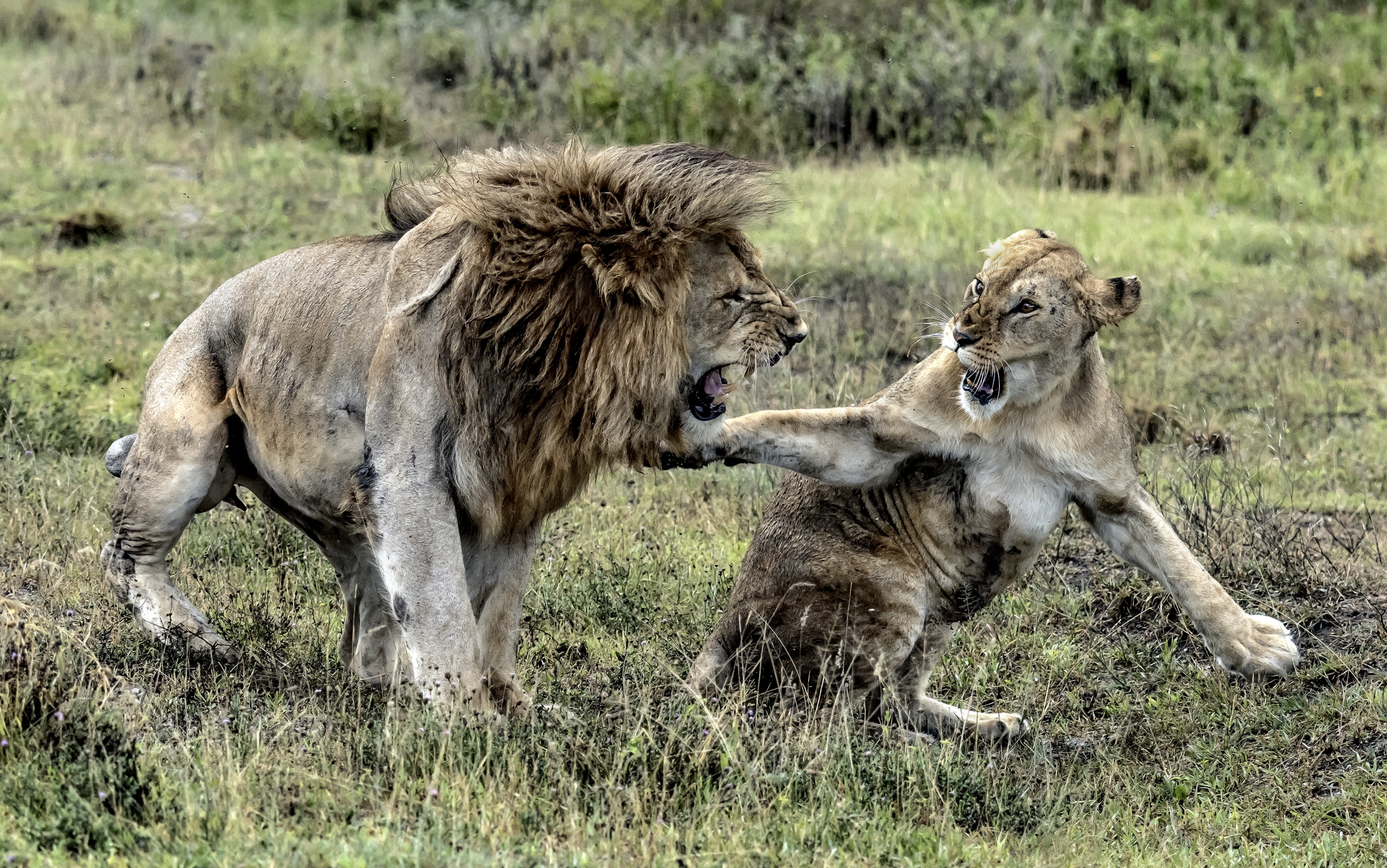 Tanzania 2016 - Amore Nervoso