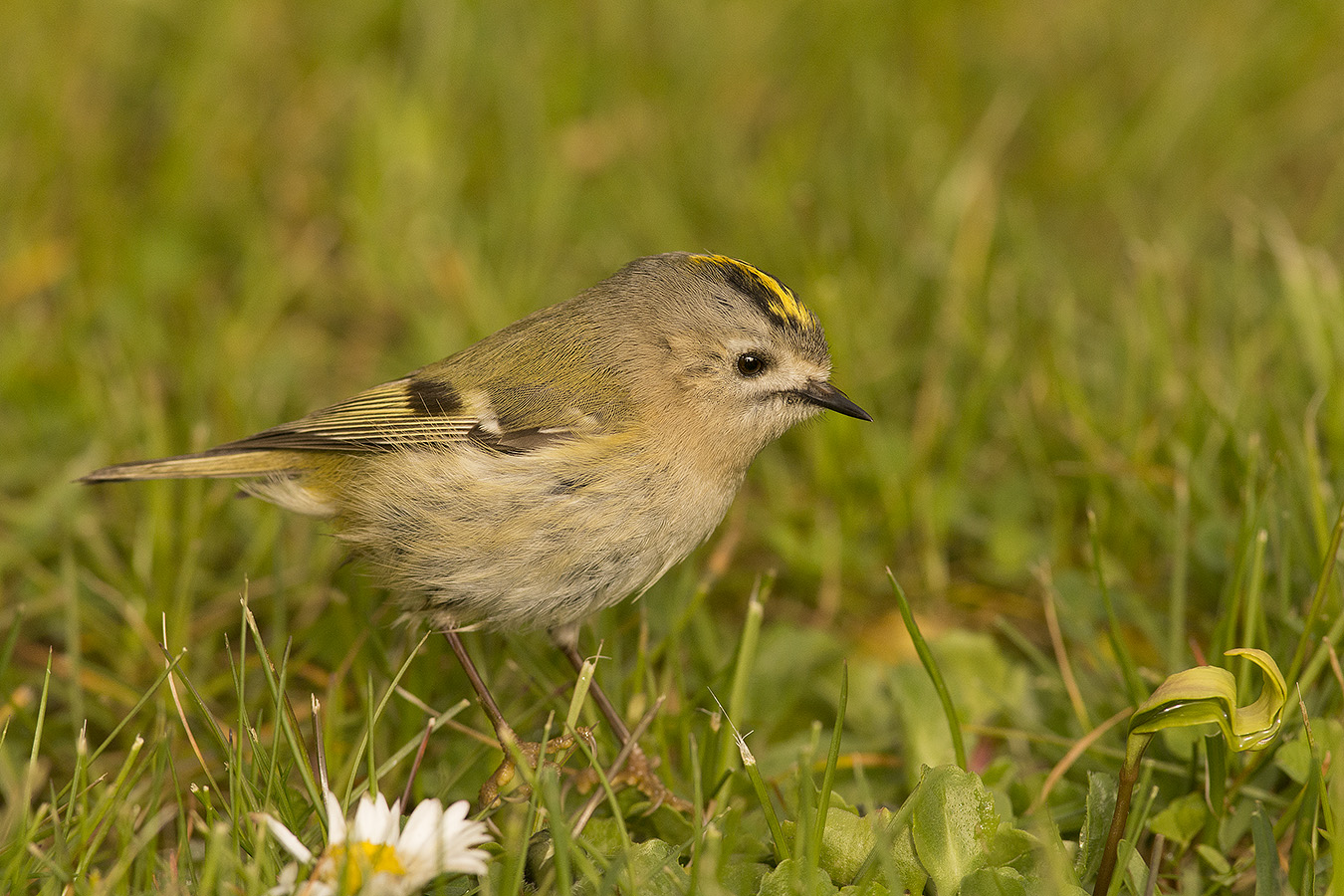 Il regolo e la margherita