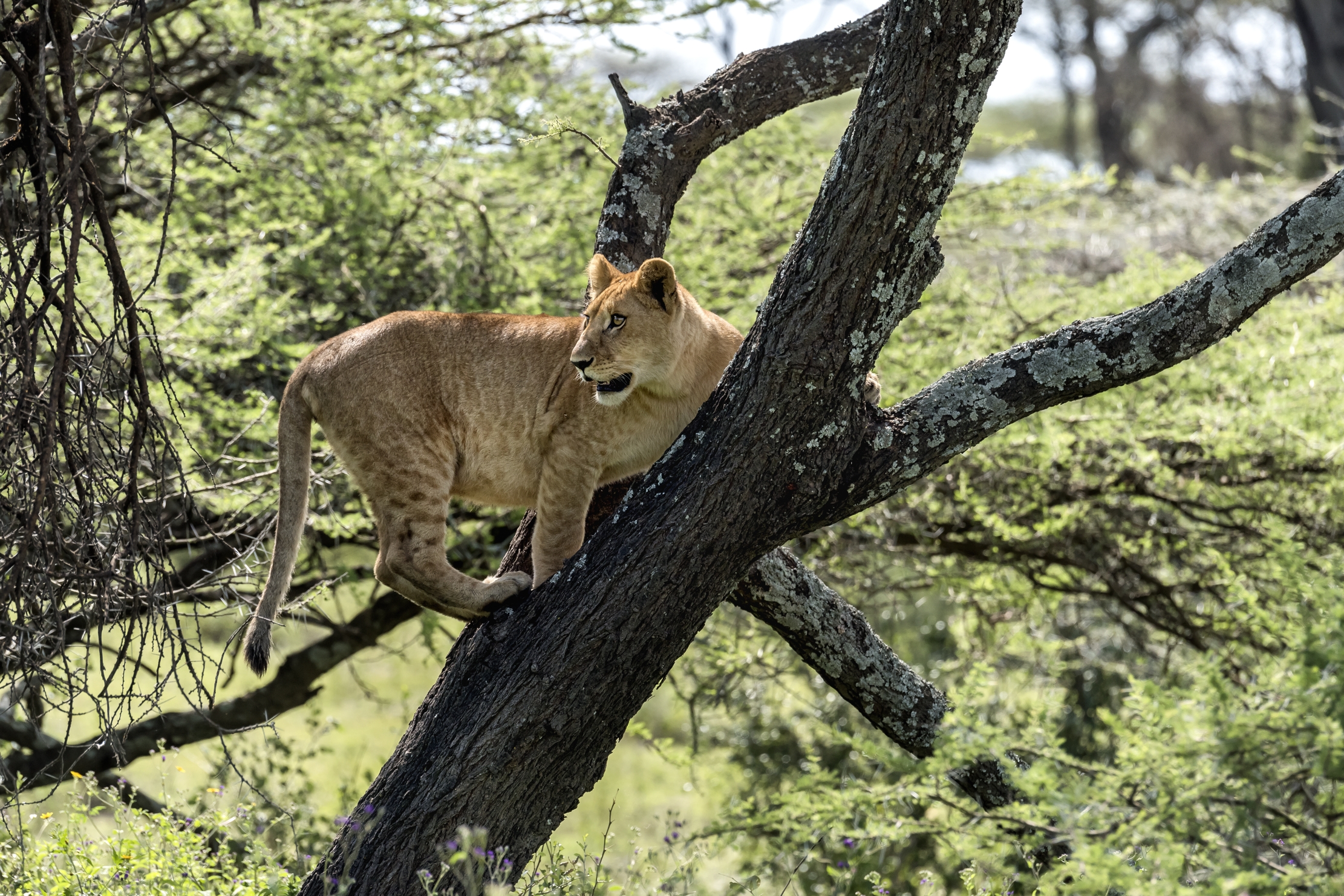 Tanzania 2016 - Sull'albero