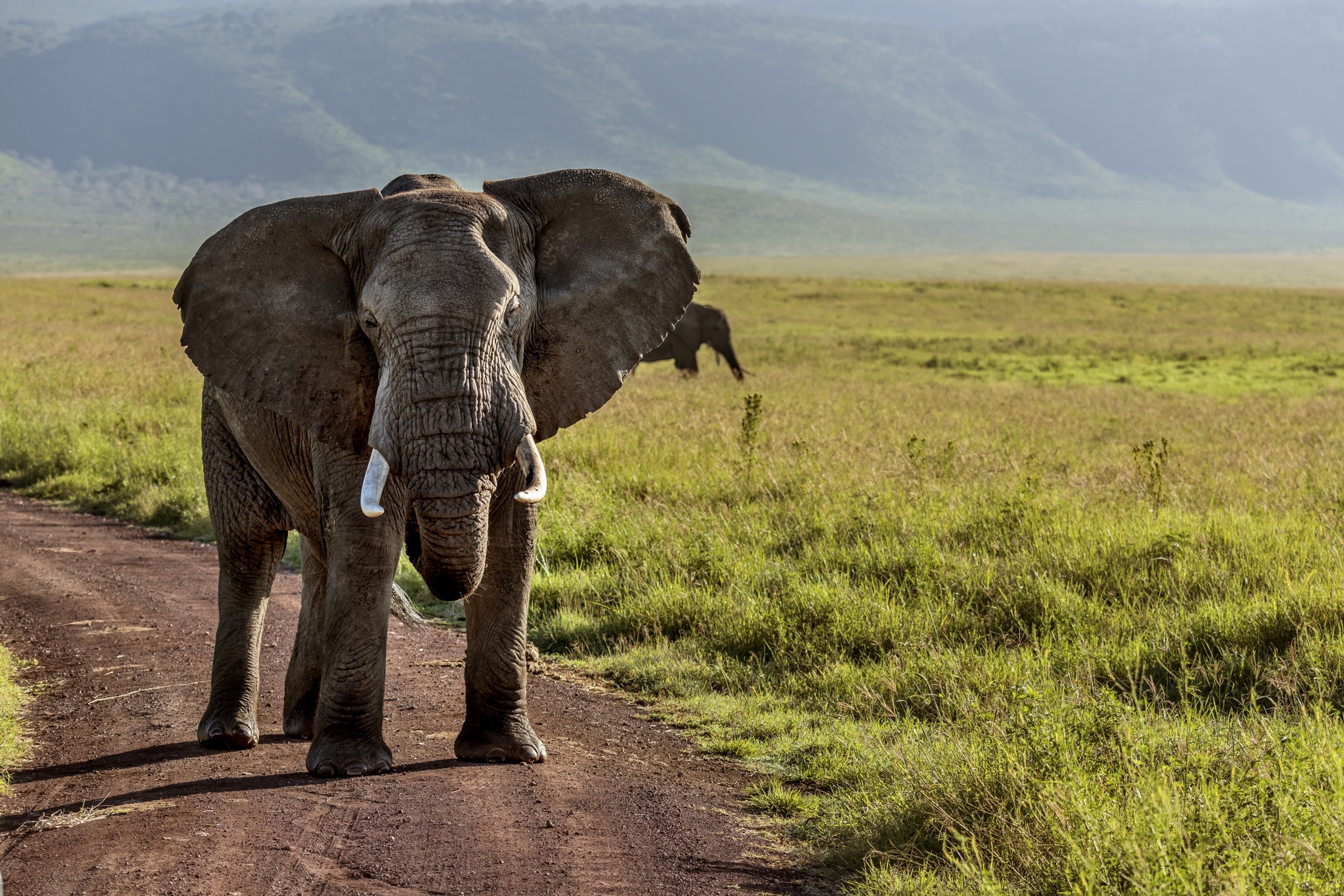 Tanzania 2016 - Elephant
