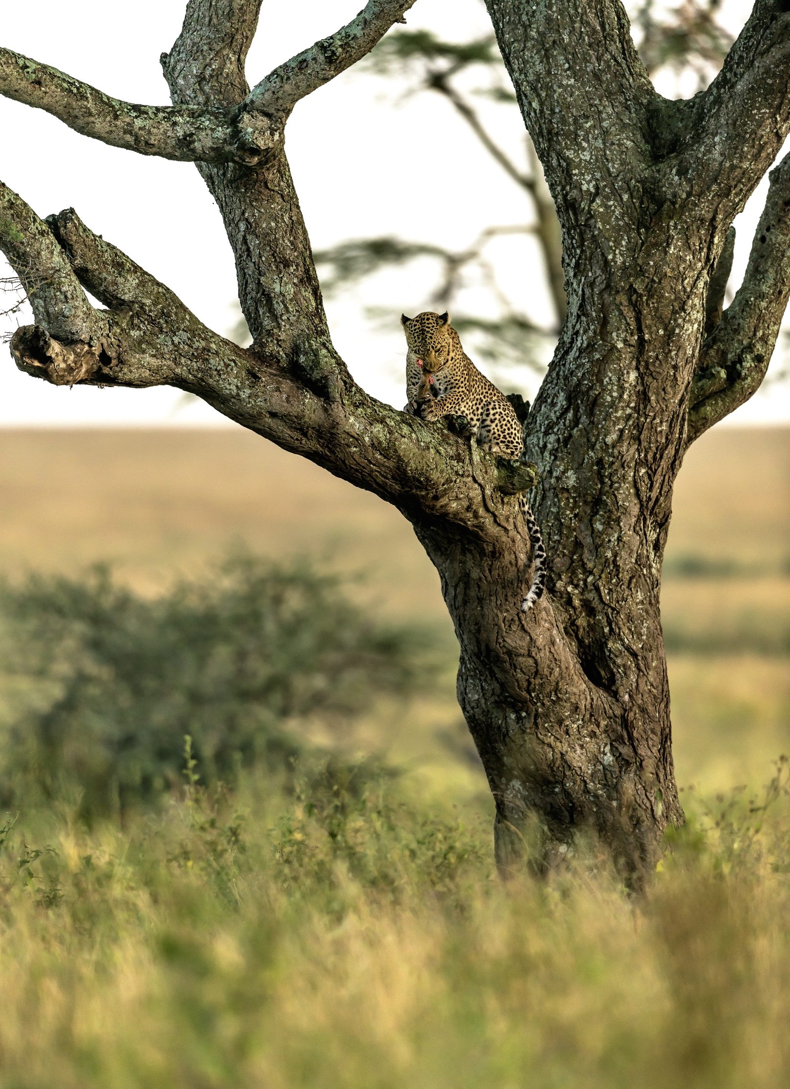 Tanzania 2016 - Leopard
