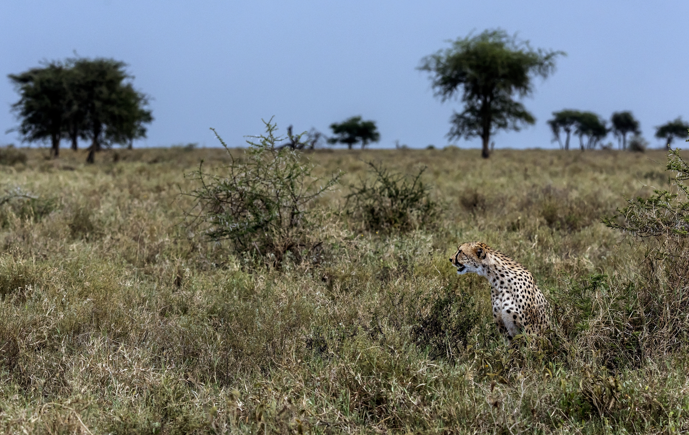 Tanzania 2016 - Nella savana