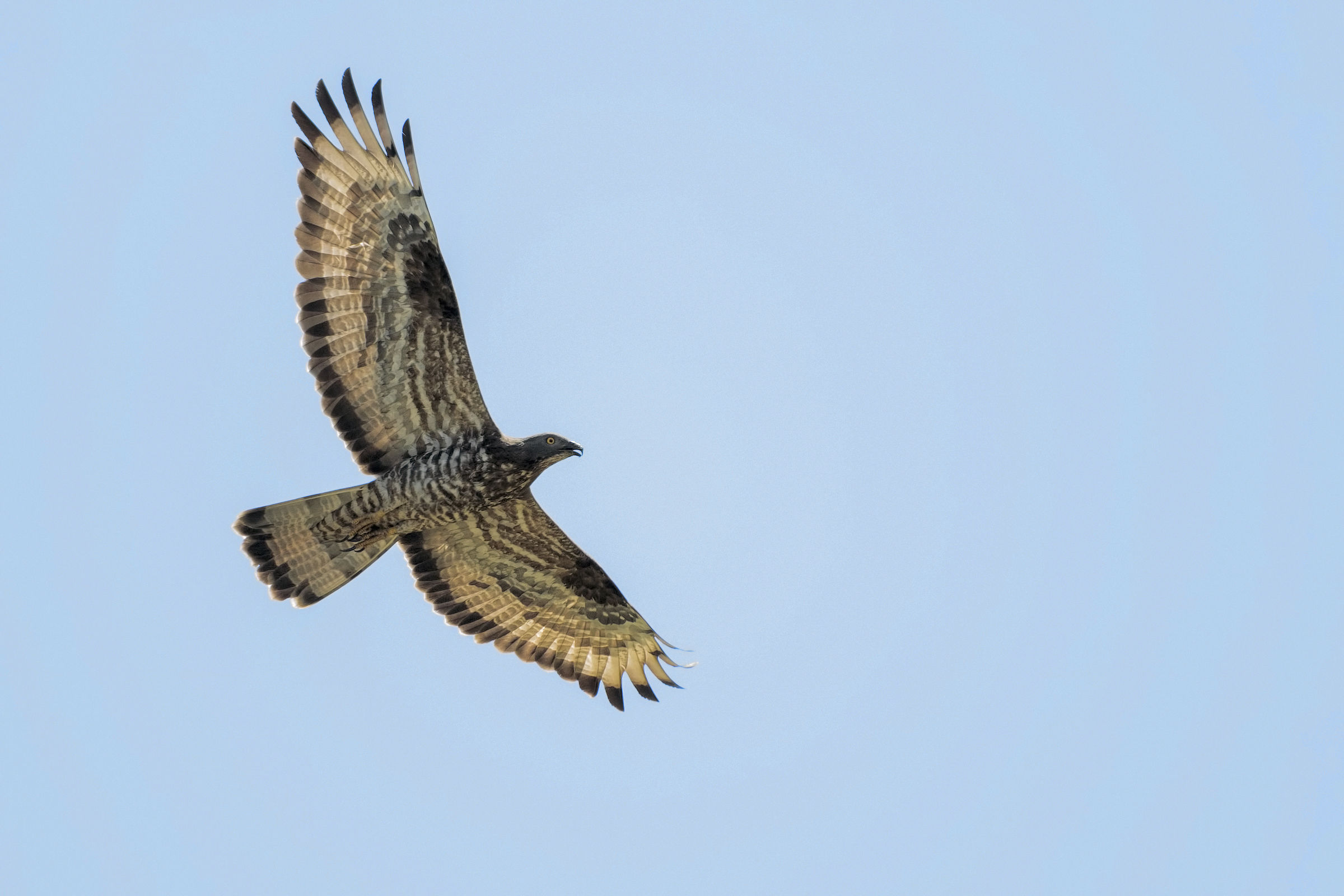 Honey Buzzard (Pernis apivorus)
