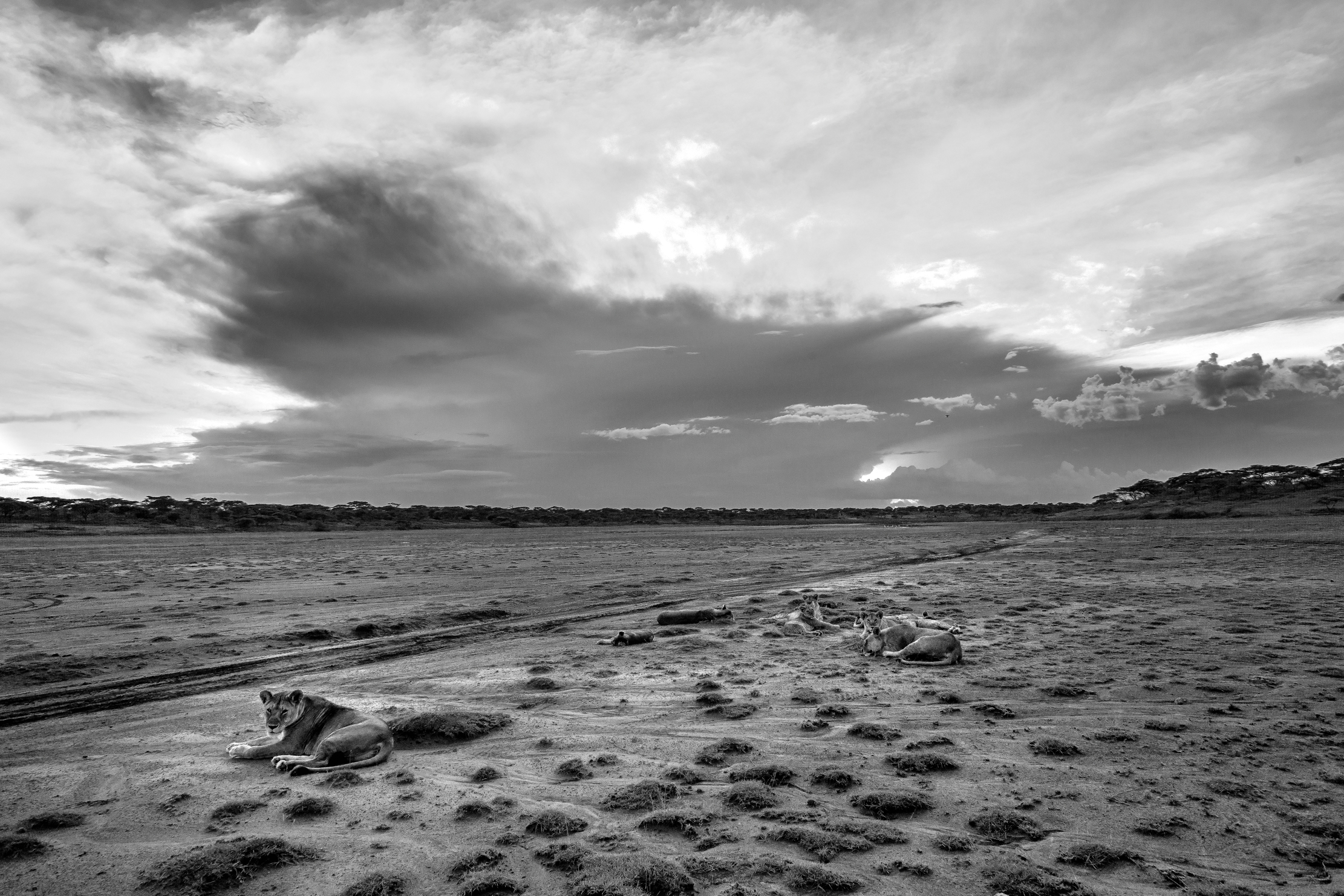 Tanzania 2016 - Leoni