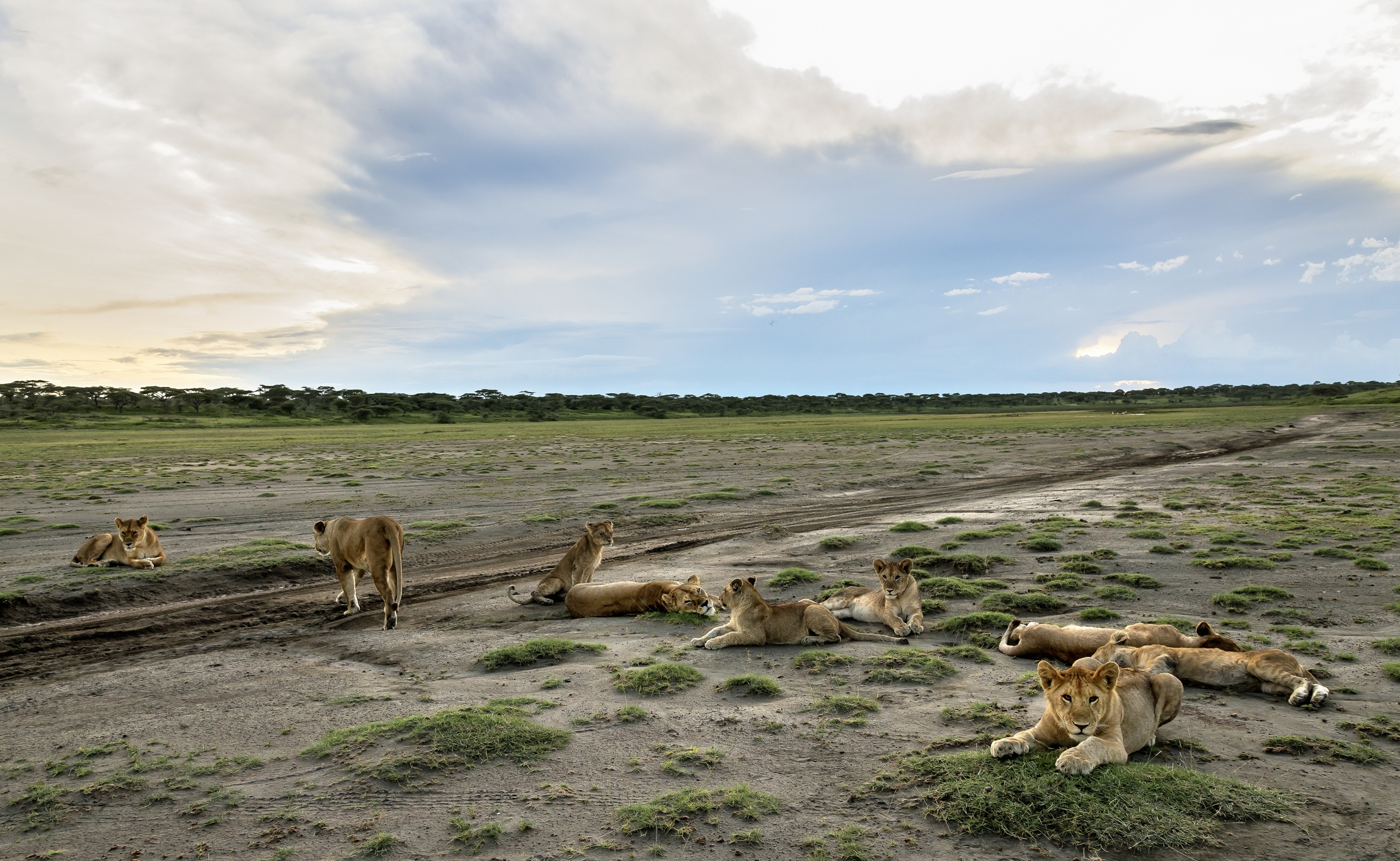 Tanzania 2016 - Leoni