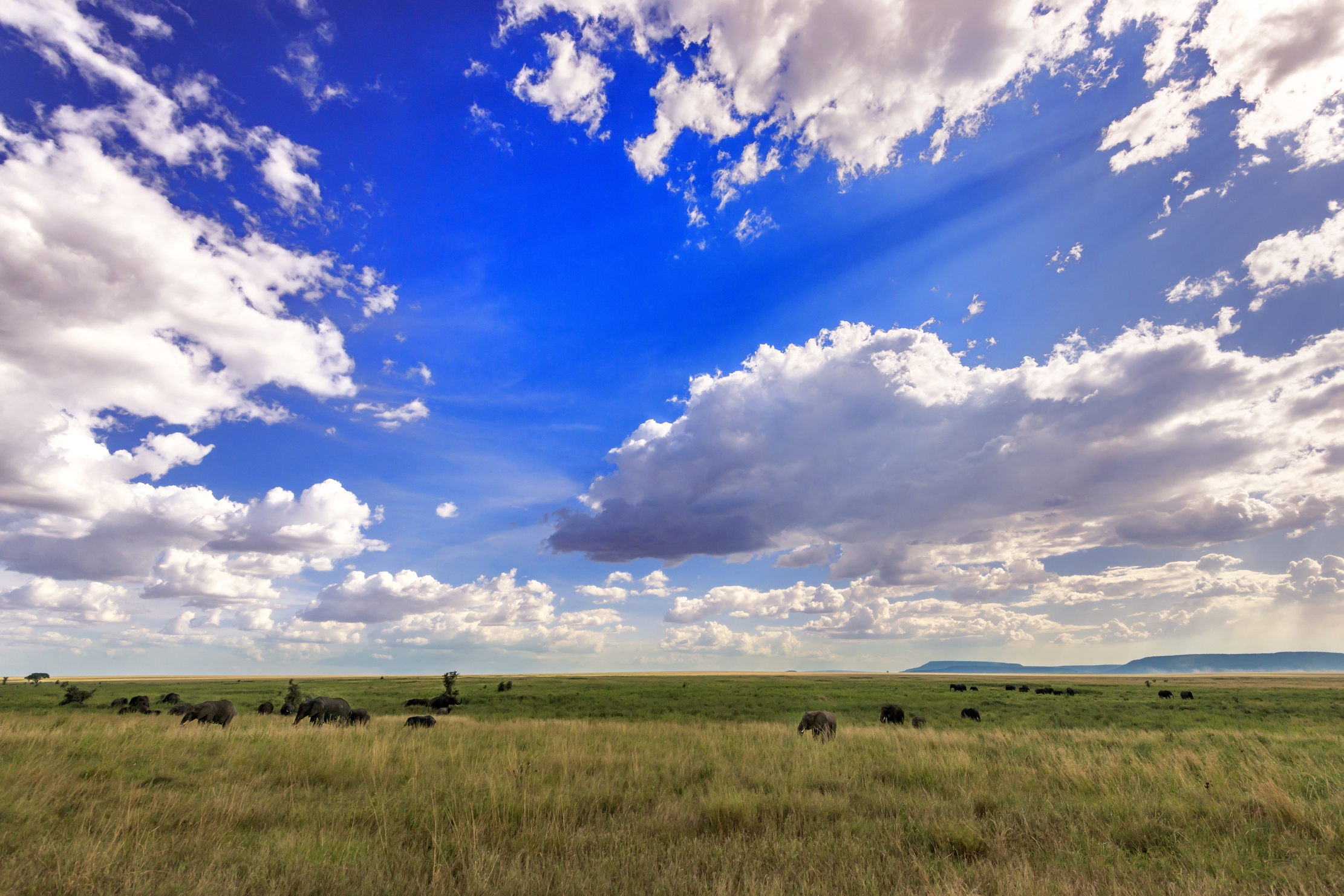 Tanzania 2016 - Serengheti