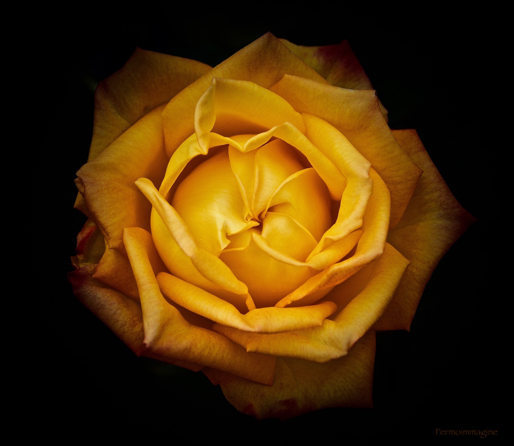 Una rosa di sera non diventa mai nera ...