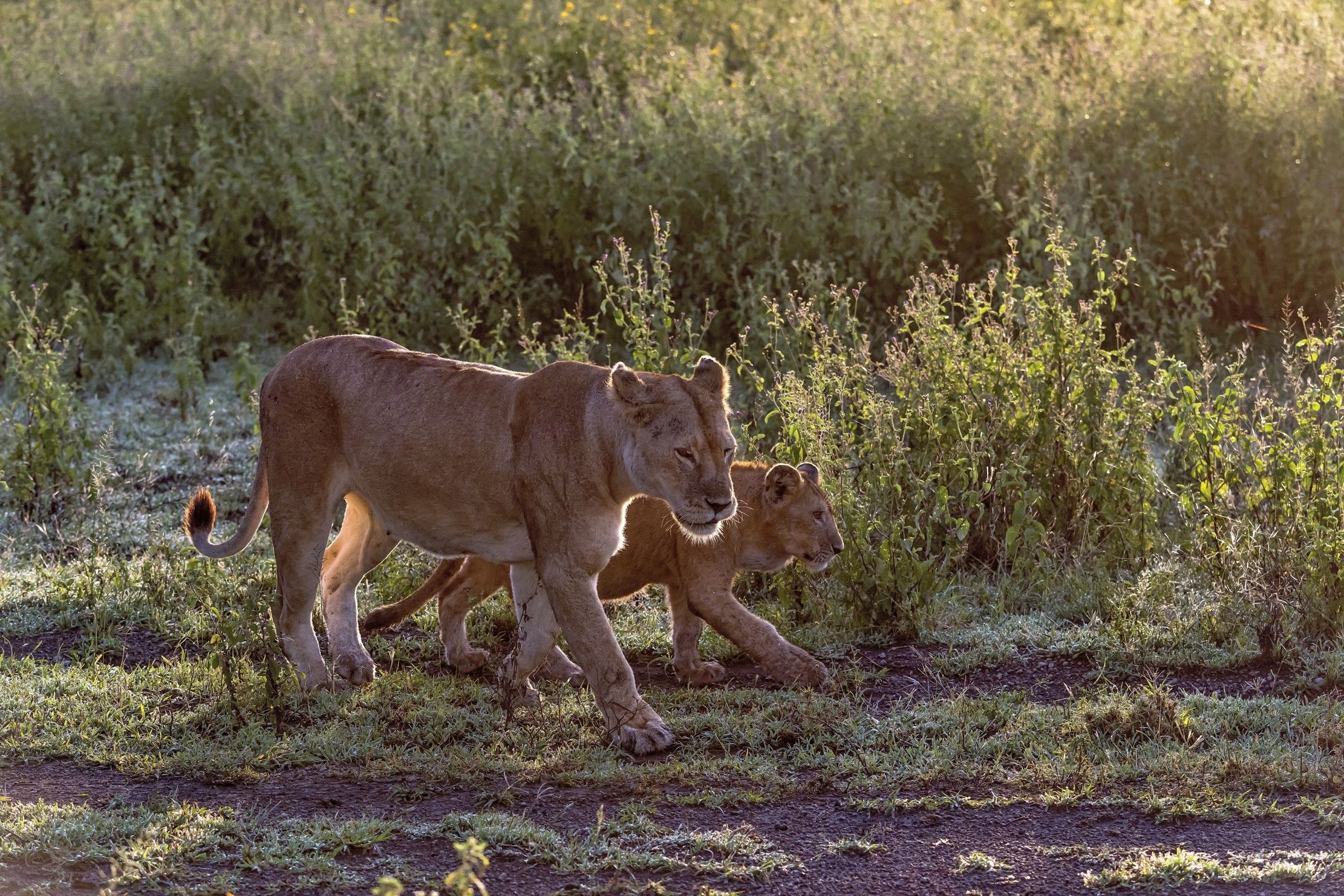 Tanzania 2016 - Leoni