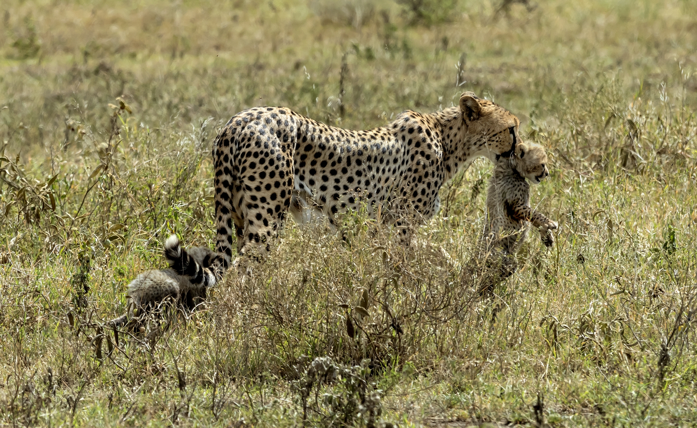 Tanzania 2016 - Mamma Ghepardo