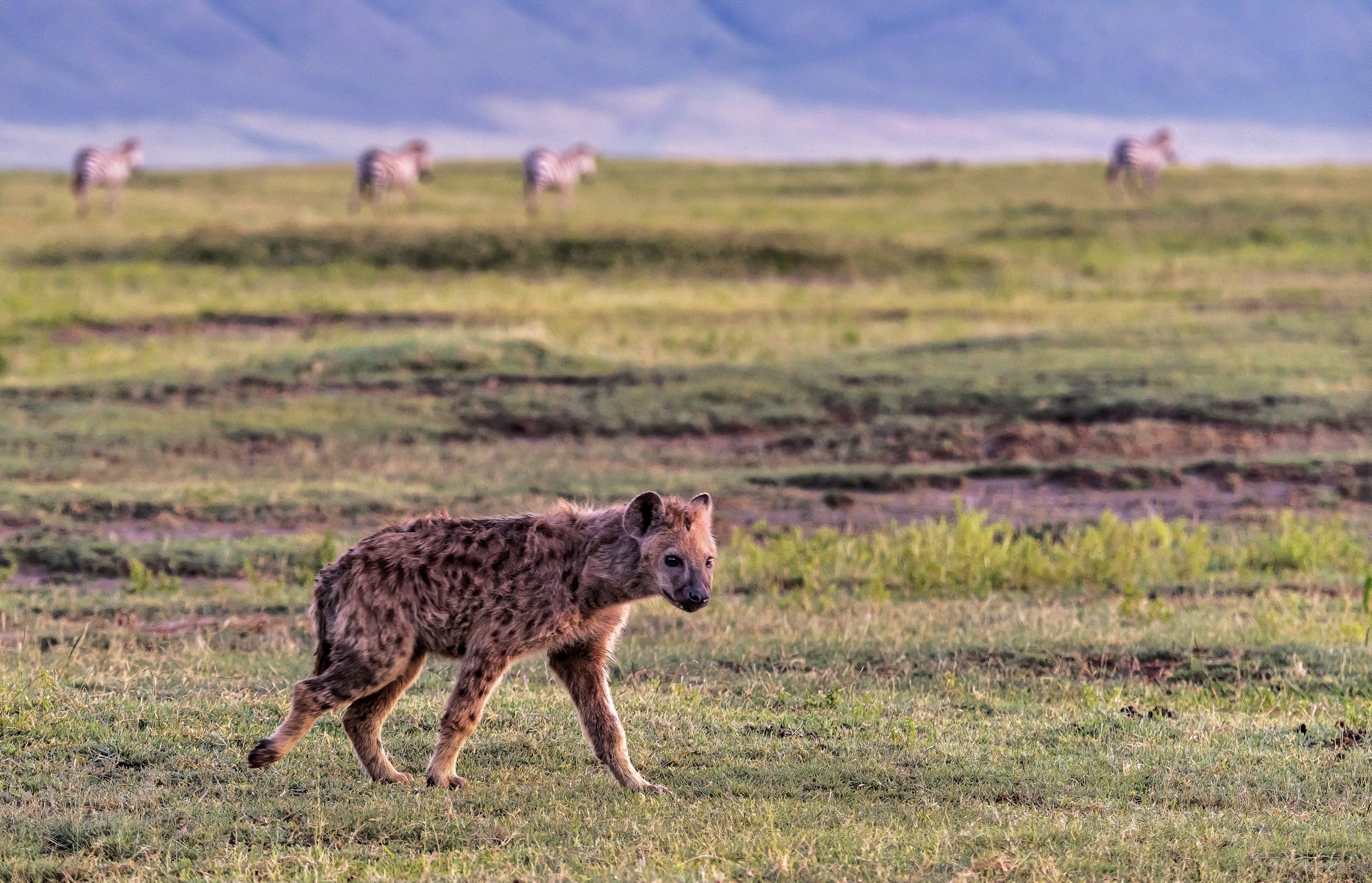 Tanzania 2016 - Nel Ngorongoro crater