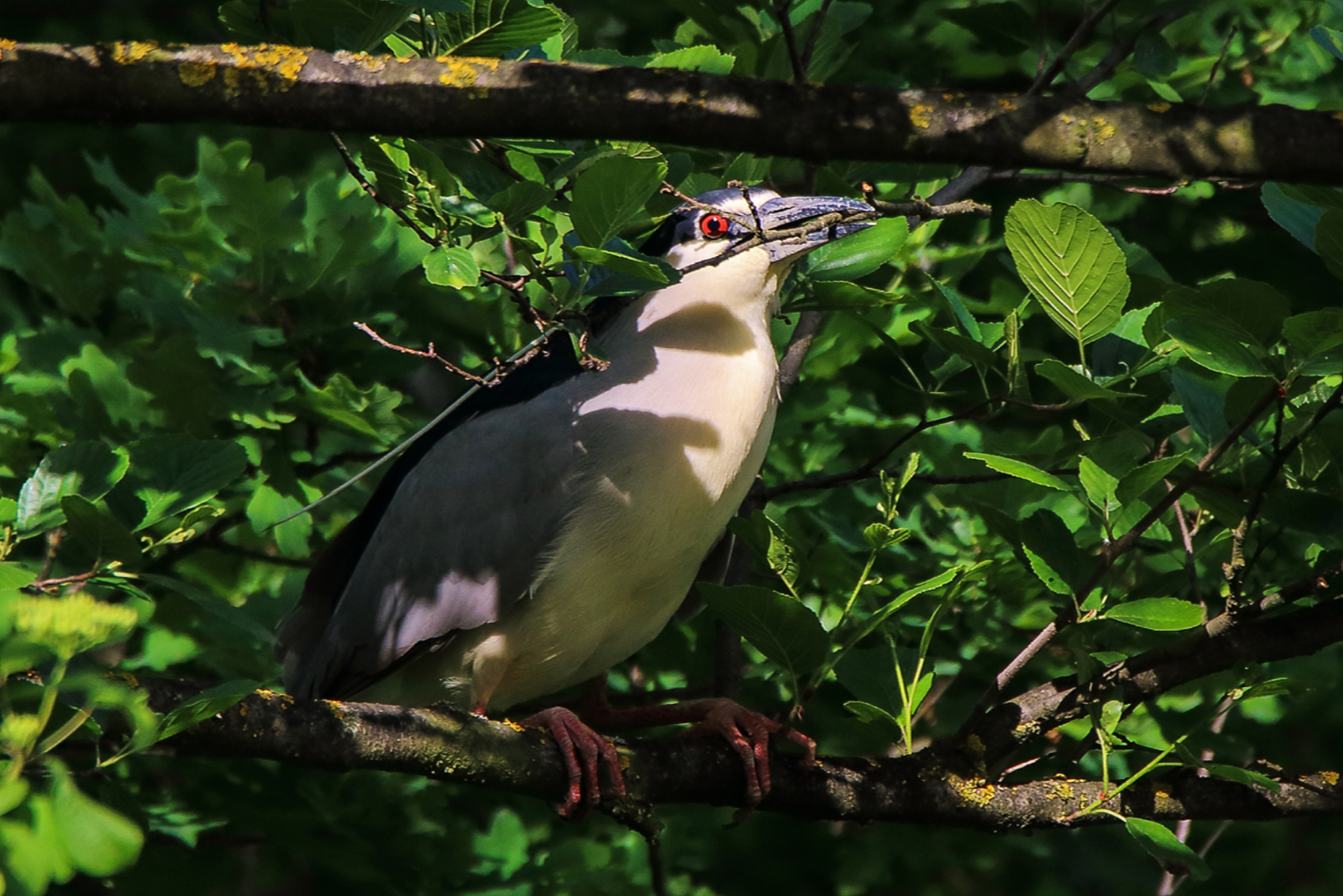 Night Heron
