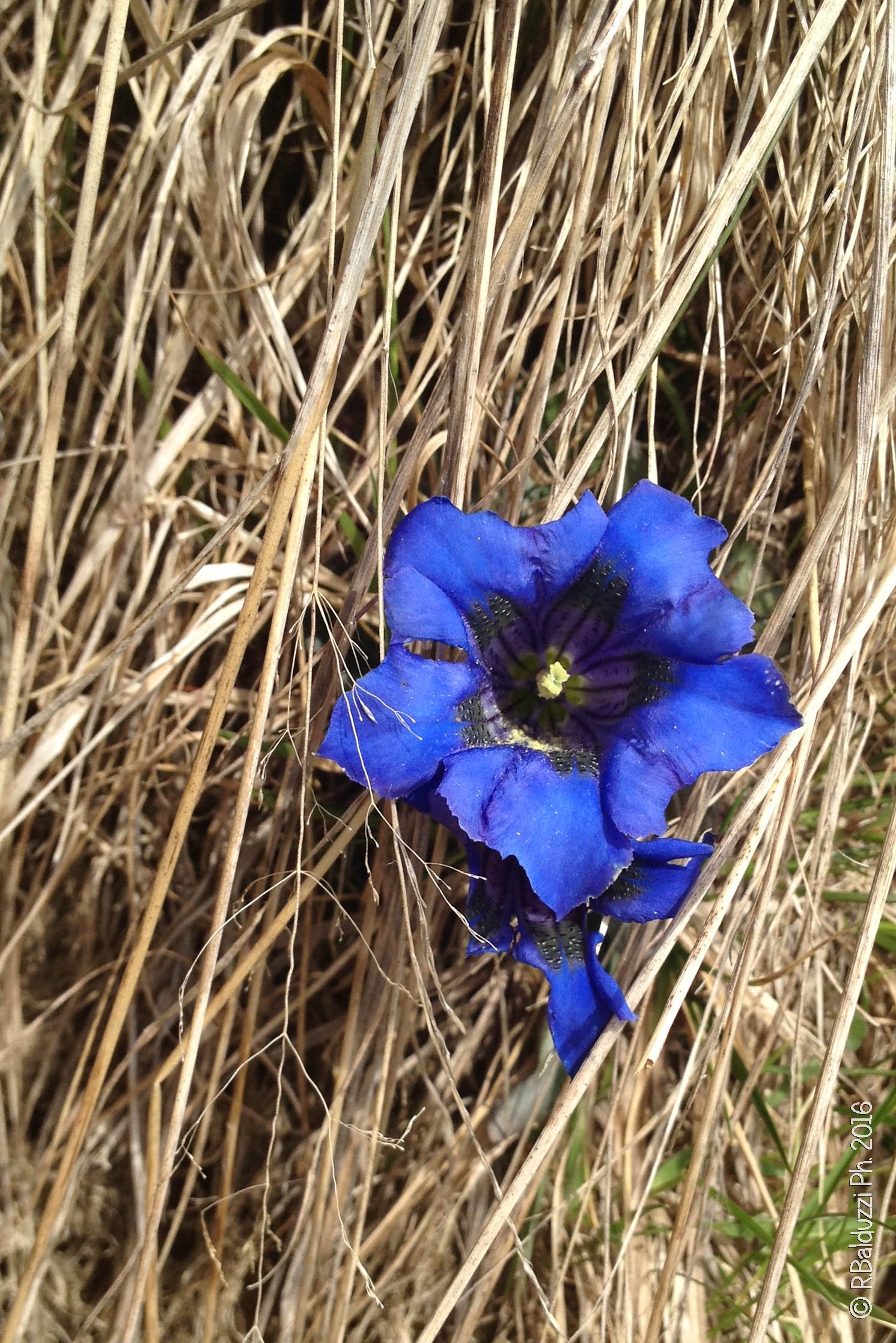 Semplicemente blu...