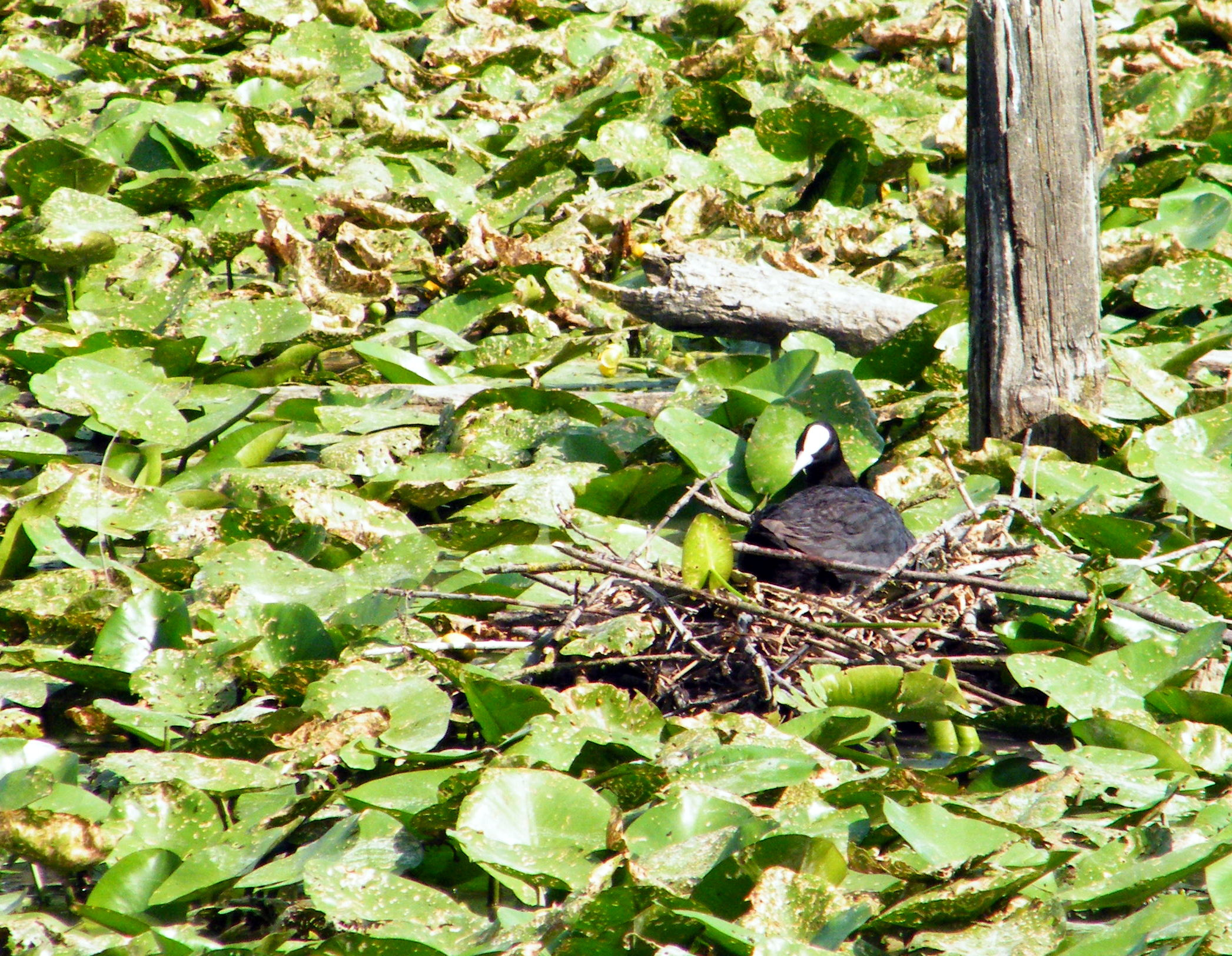 coot hatching (by my wife)