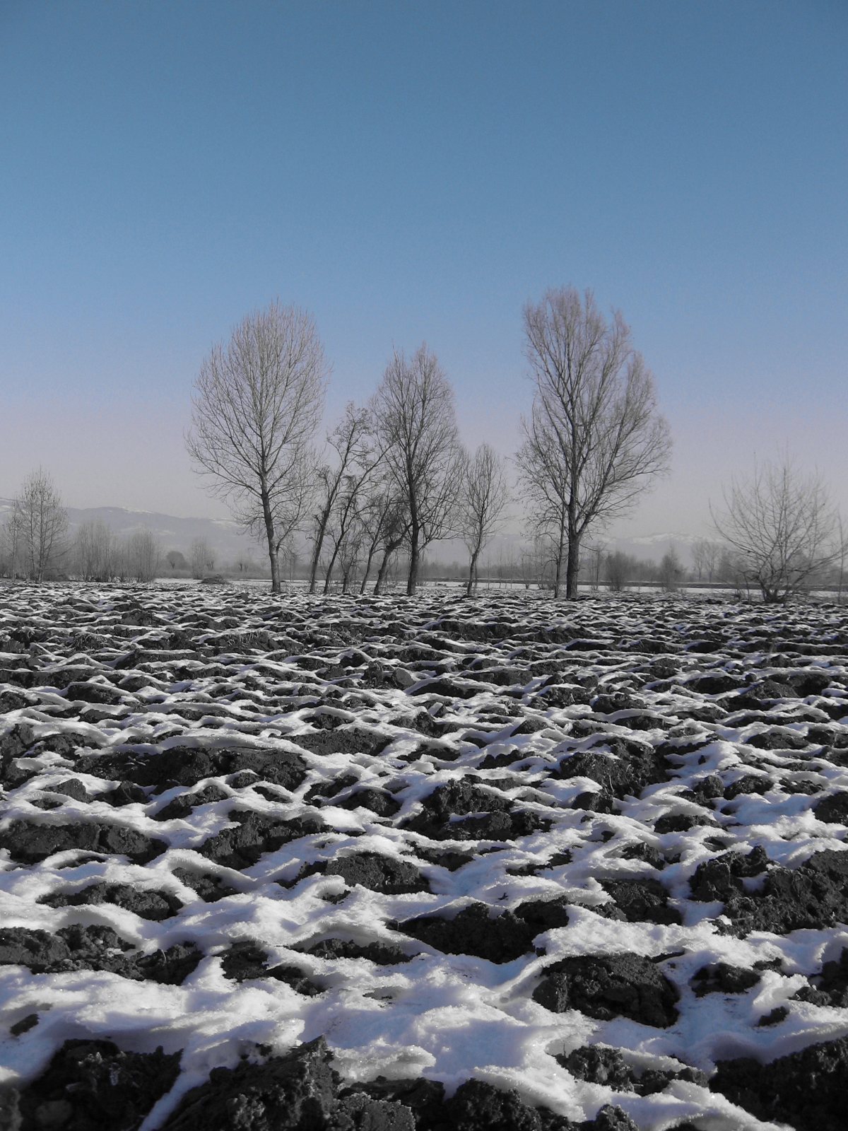Trees through the winter