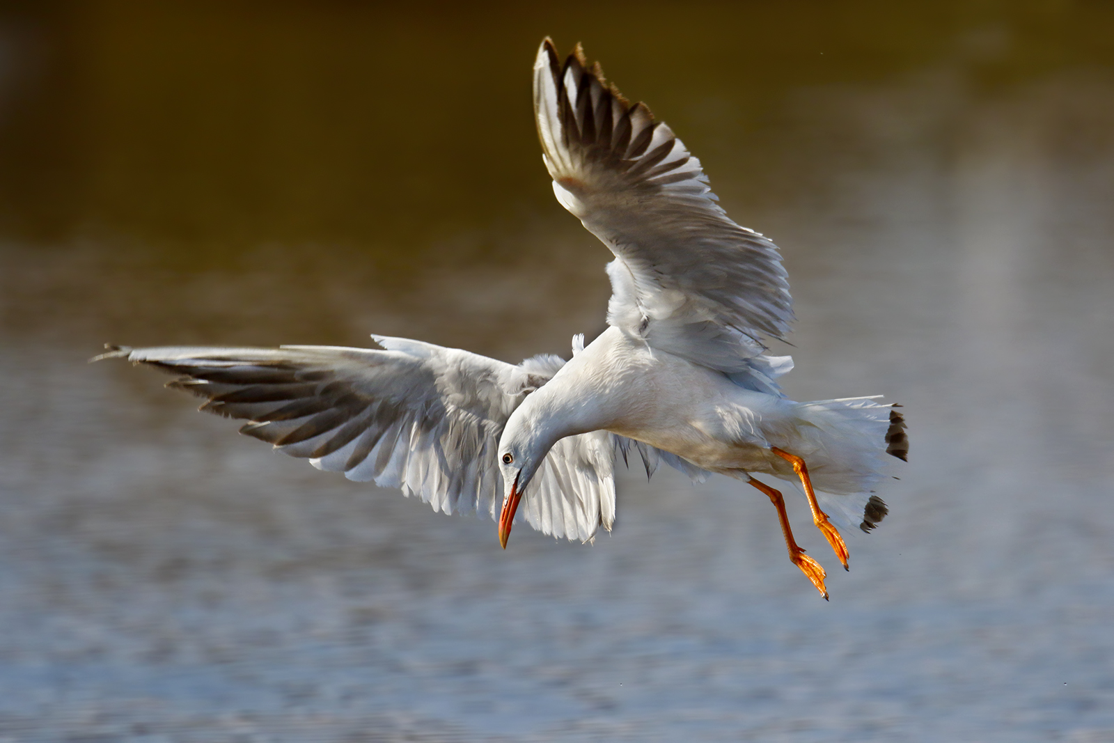 rosy fishing gull