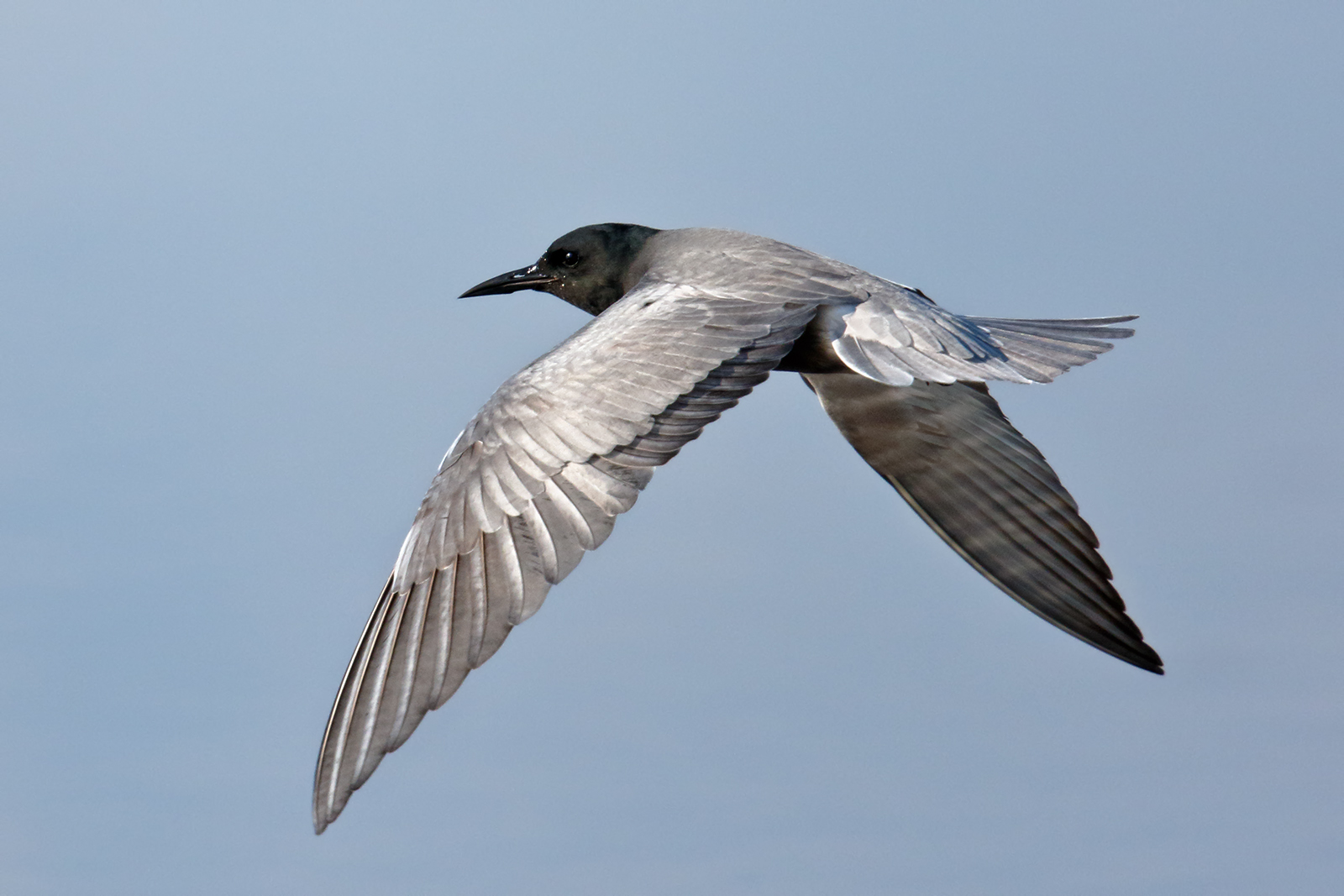 Mignattino (ormai poco) comune