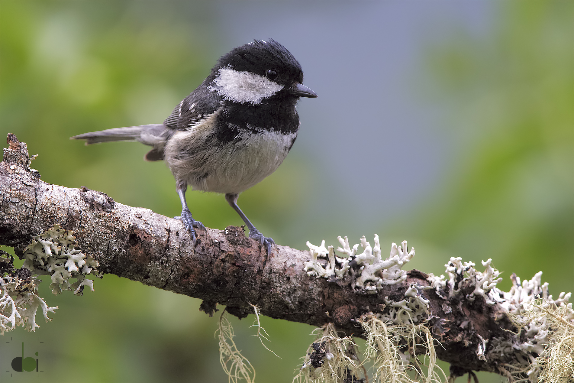 coal tit