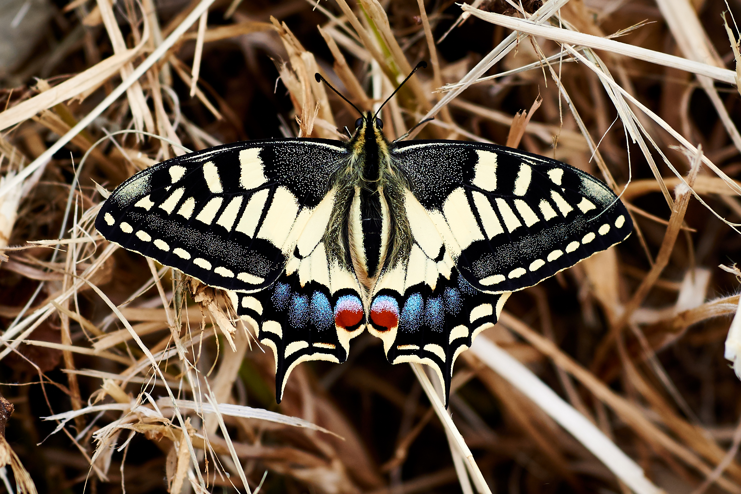 Il macaone asciuga le ali