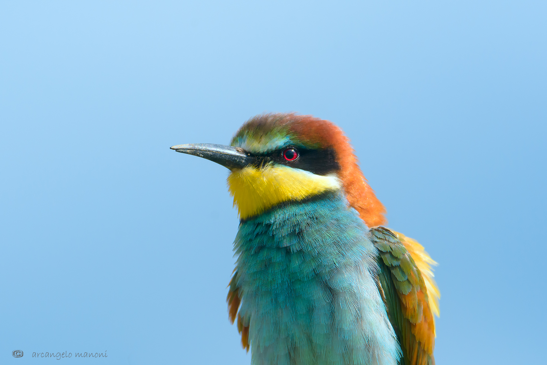Il campione di colori