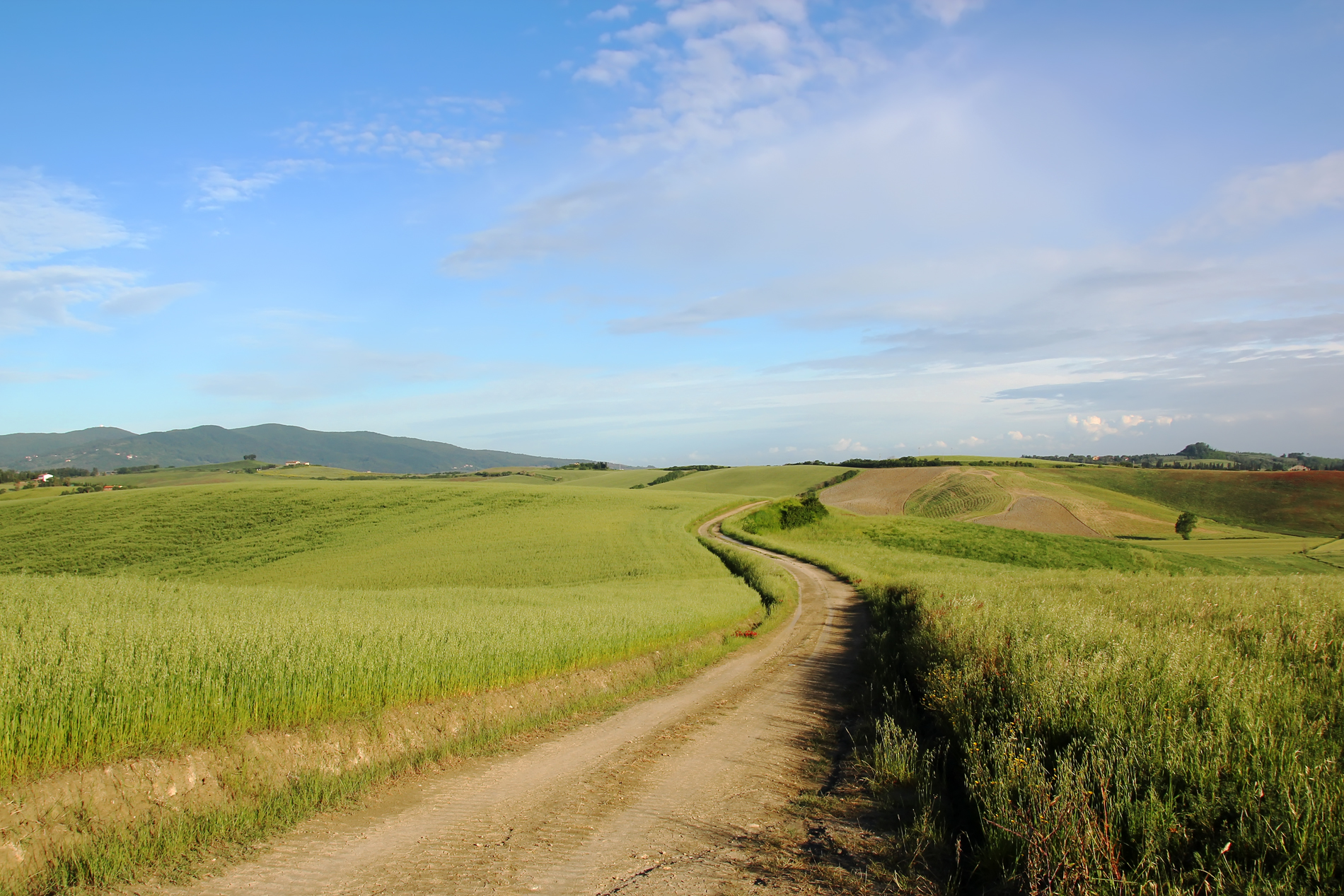 La stradina di campagna ad Orciano Pisano